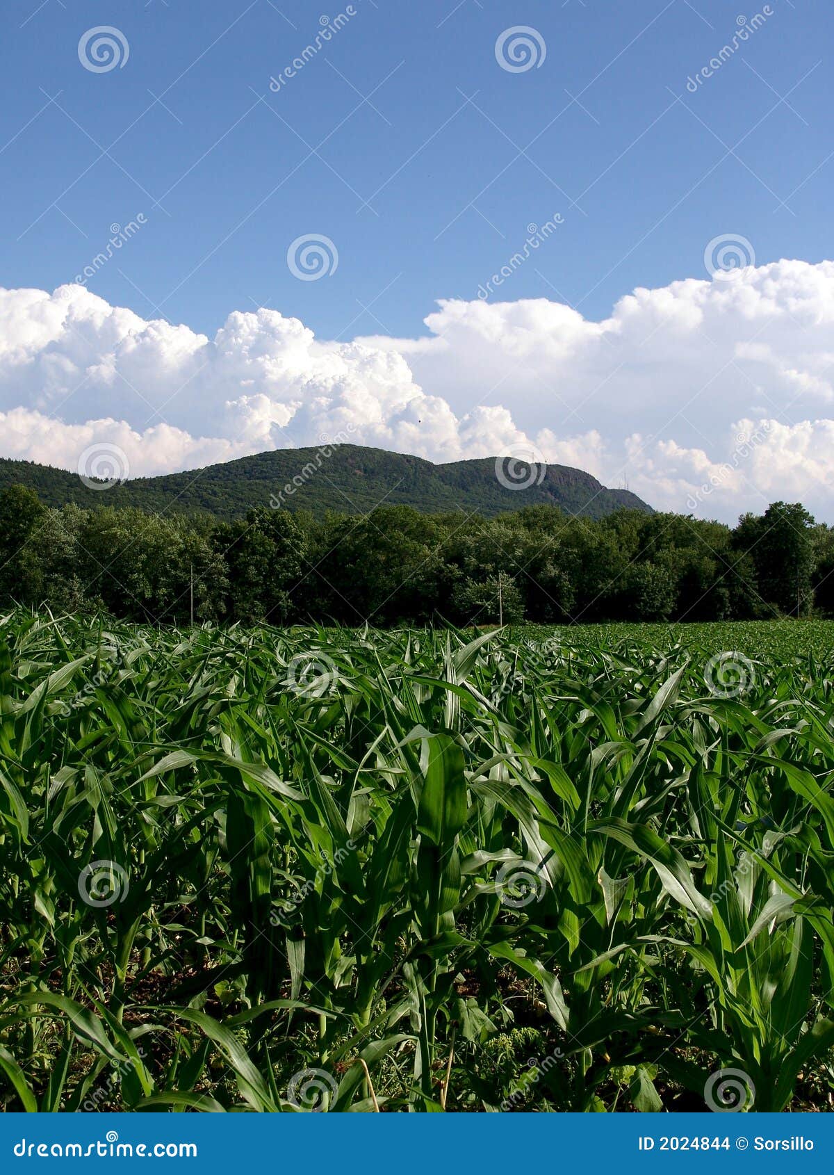 young corn plants massachusetts