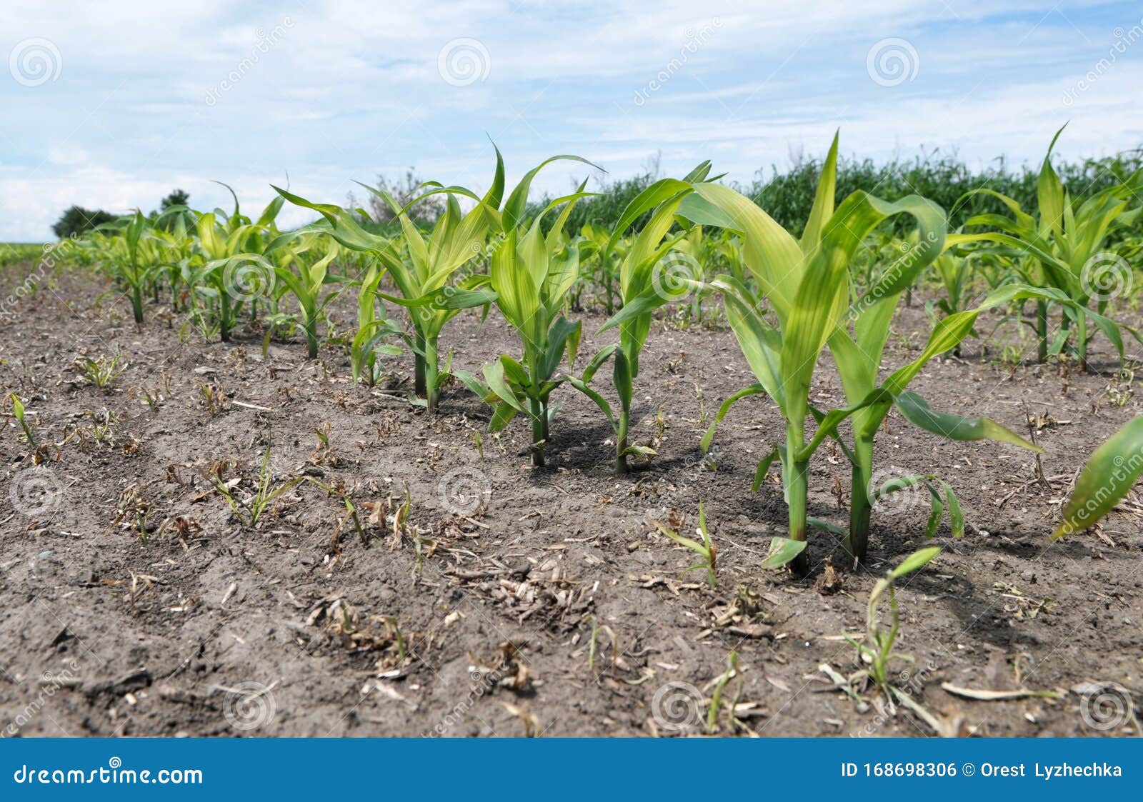 Young Corn Using Herbicides is Protected from Weeds Stock Photo Image