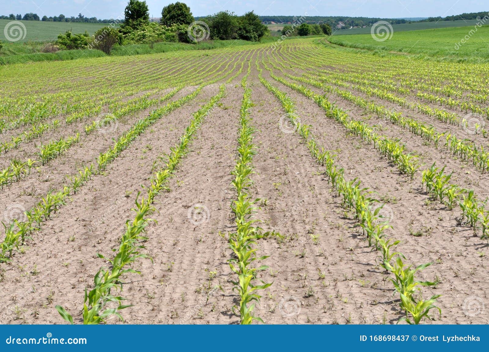 Young Corn Using Herbicides is Protected from Weeds Stock Image Image