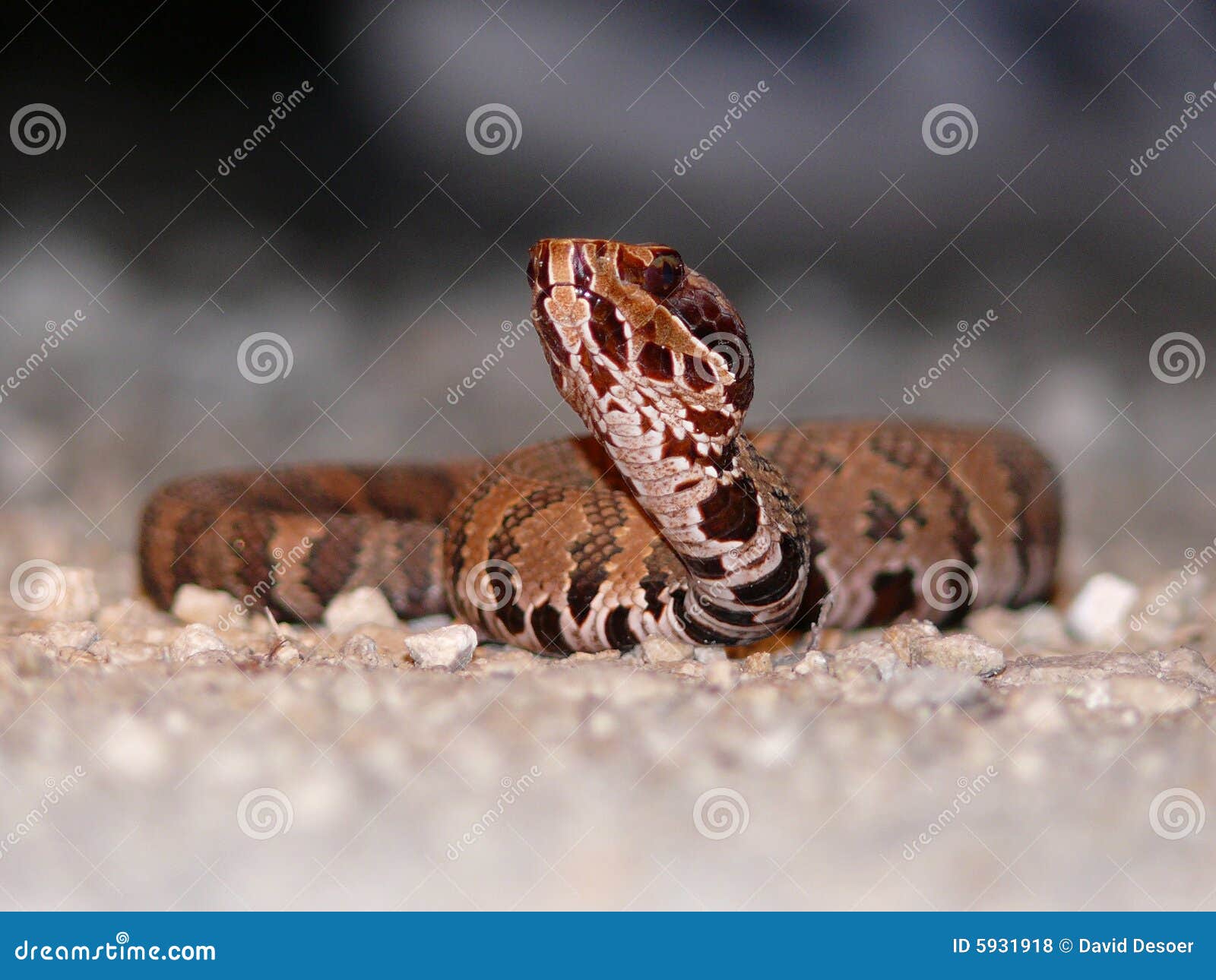 Young cottonmouth stock photo. Image of moccasin, road 5931918