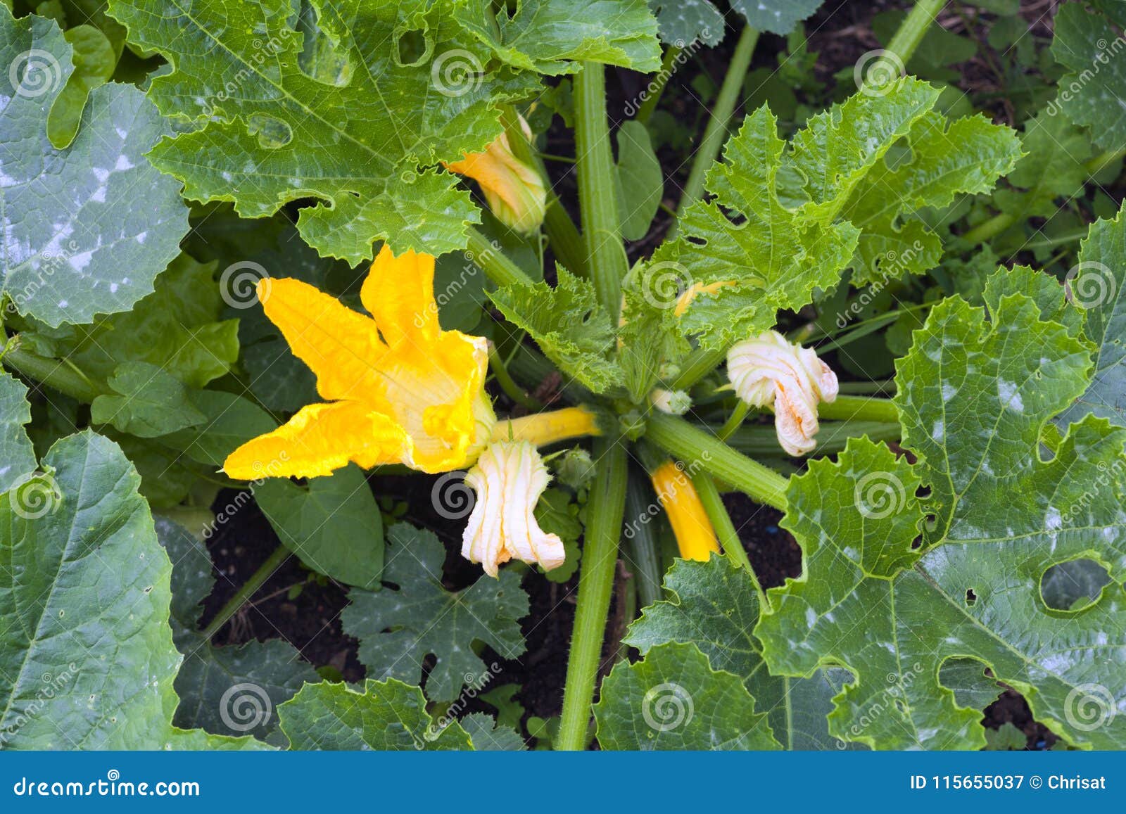 Young courgette plants stock image. Image of british 115655037