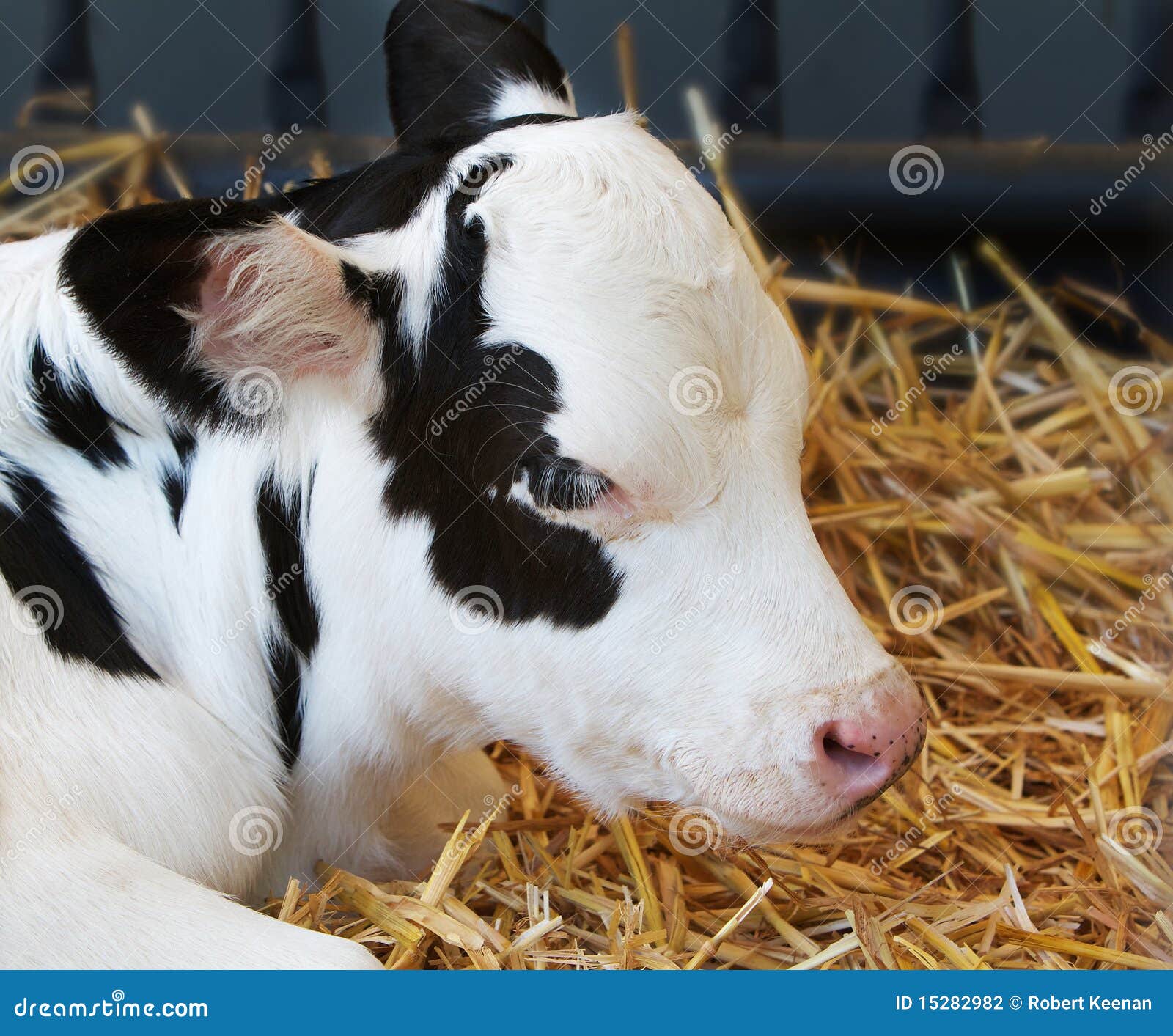 1,820 Jersey Cow Calf Stock Photos - Free & Royalty-Free Stock Photos from  Dreamstime