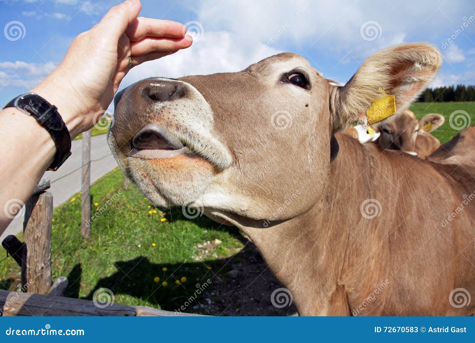 Young Cow Licks the Hand of a Woman Stock Image Image of human, calf