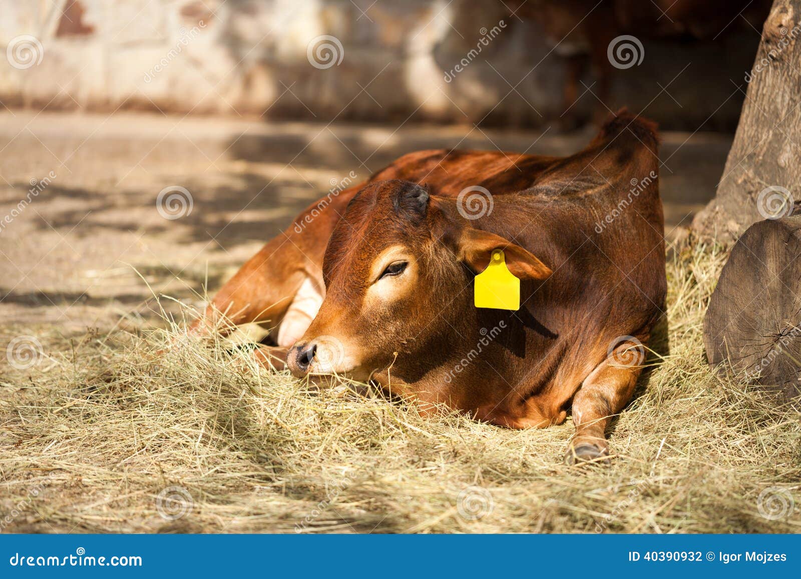 Young cow lying and resting