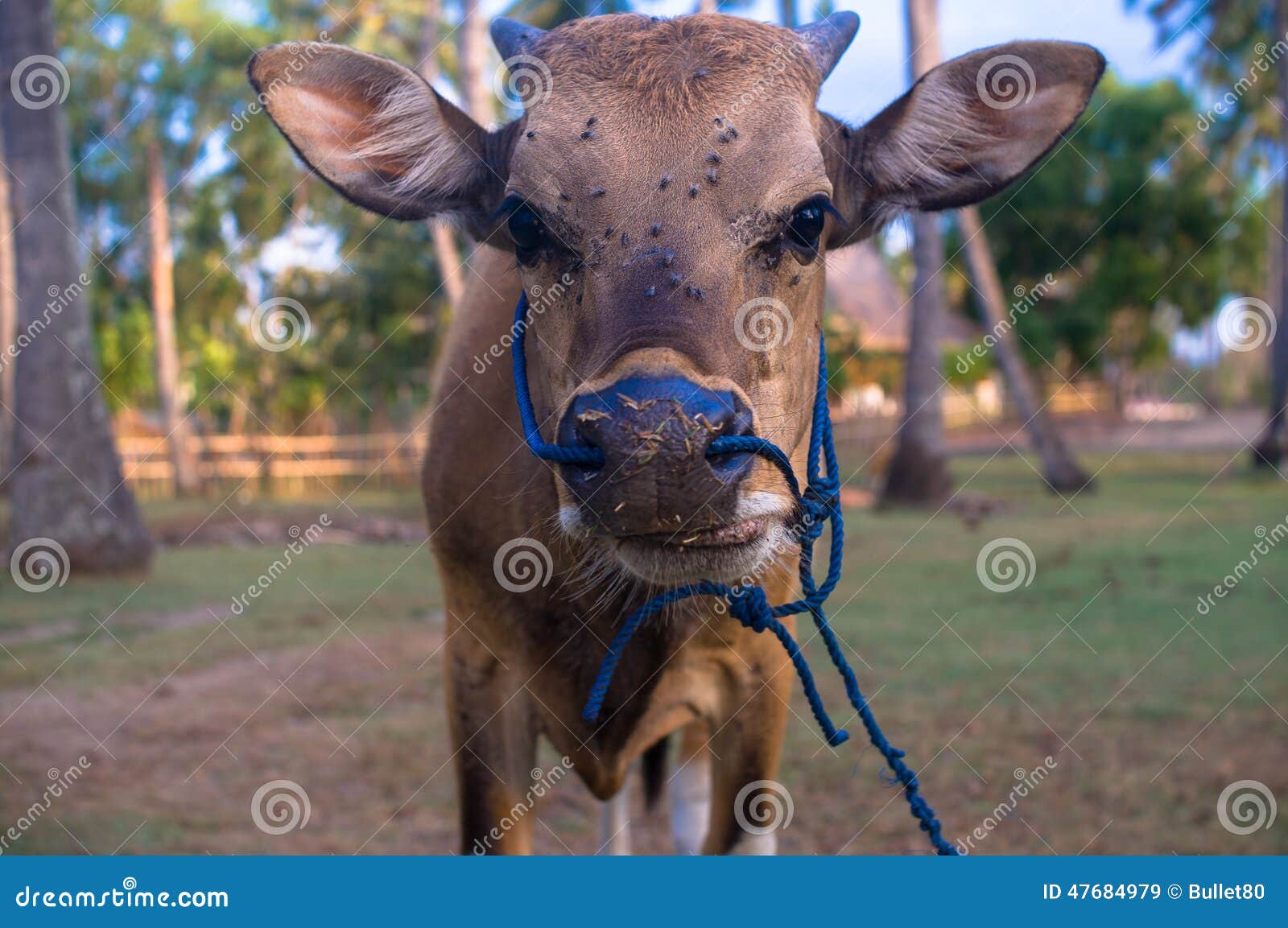 A young cow stock image. Image of animals, burdock, threaded 47684979