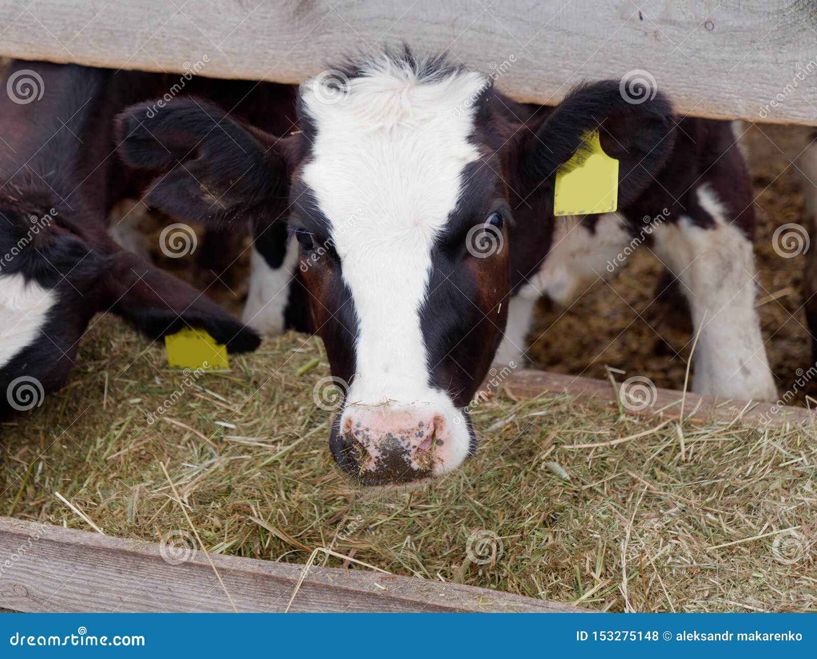 Young Cows in the Paddock Eat Silage Stock Photo - Image of countryside ...