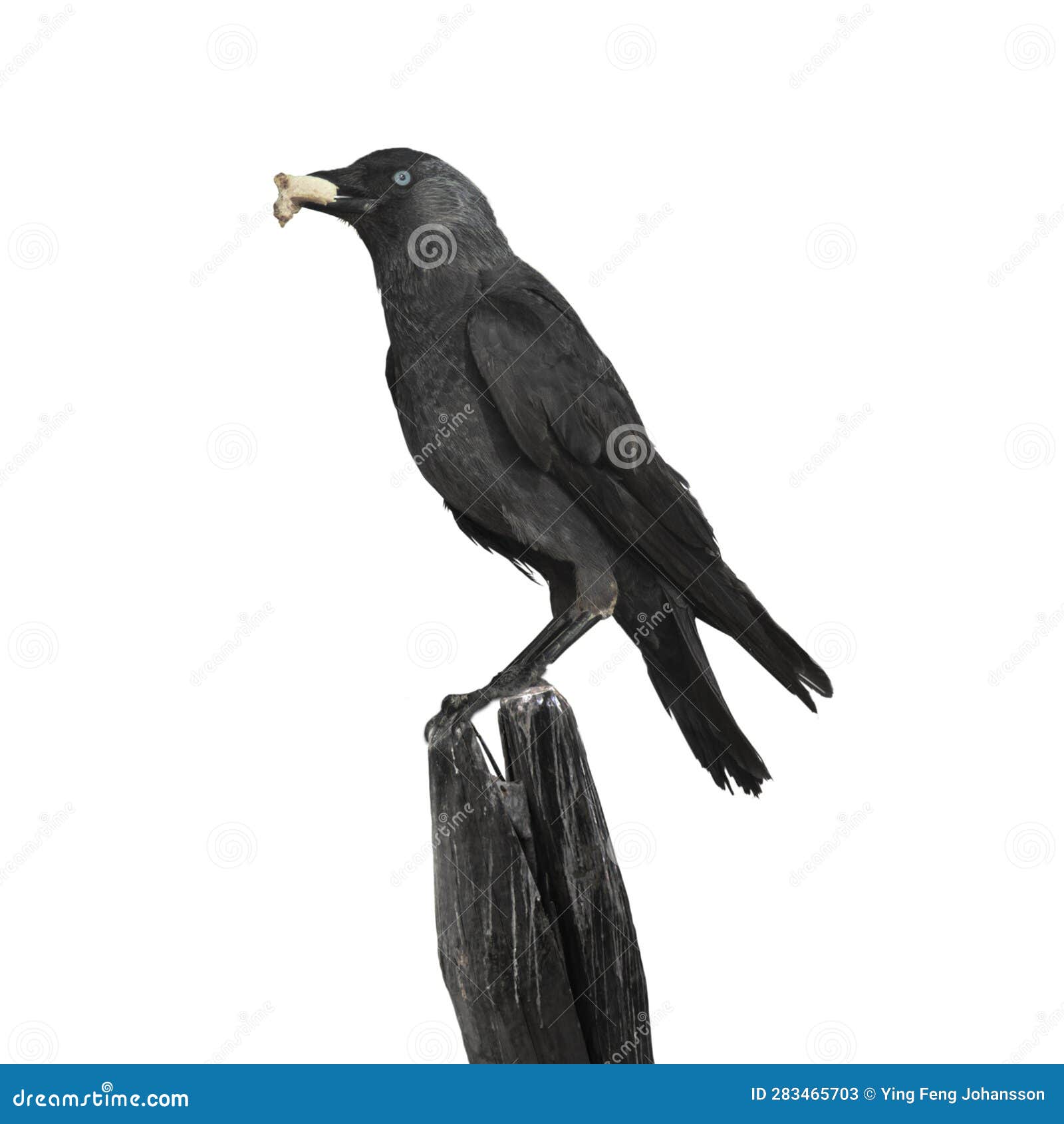 young crow with blue eyes, sitting on a pole with a piece of bread in itÃÂ´s beak