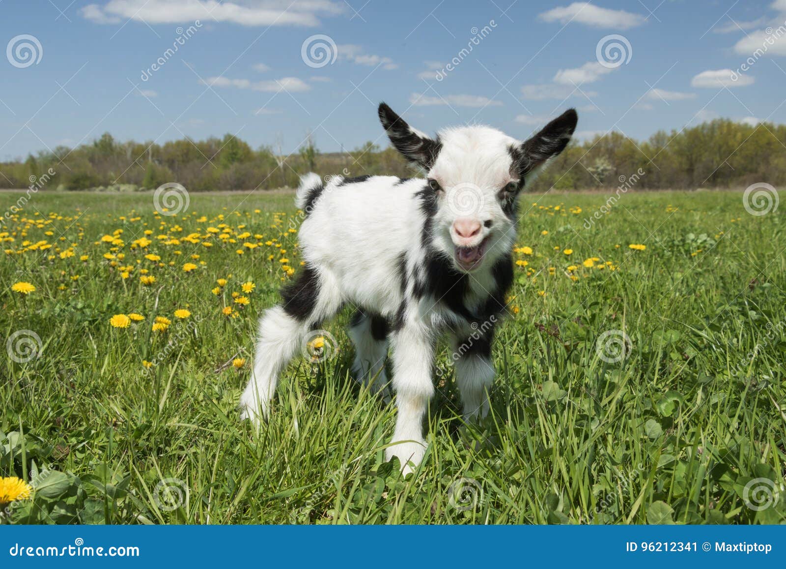 Young Crying Goat On The Field Looking At The Camera Stock Image