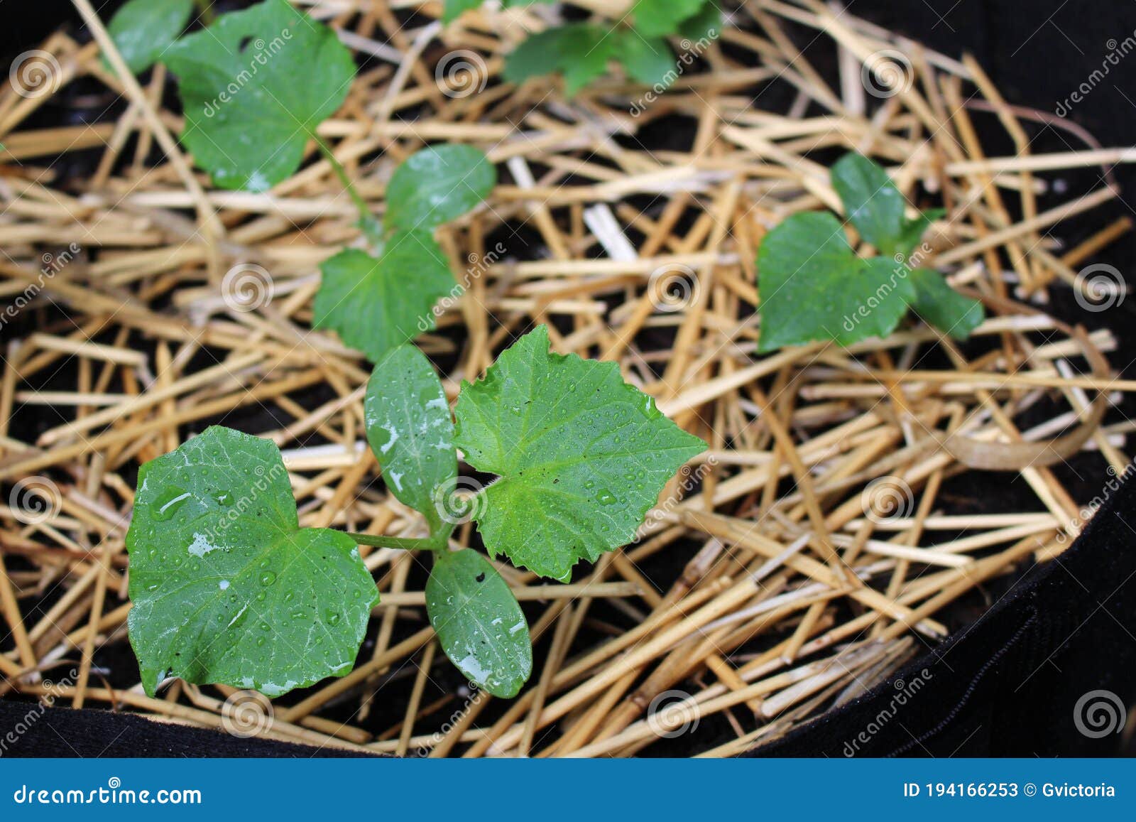Young Cucumber Plants in a Large Container Stock Image - Image of