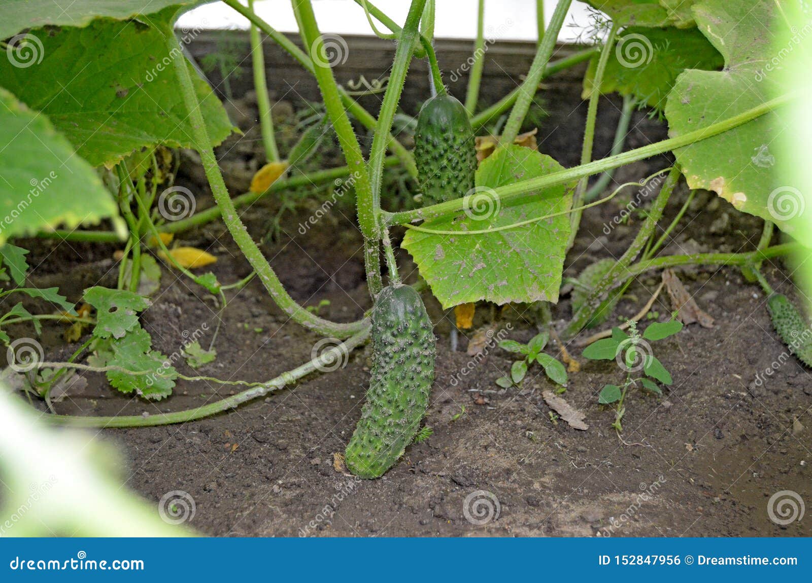 Young Cucumbers On The Garden Stock Photo Image Of Leaf Grow