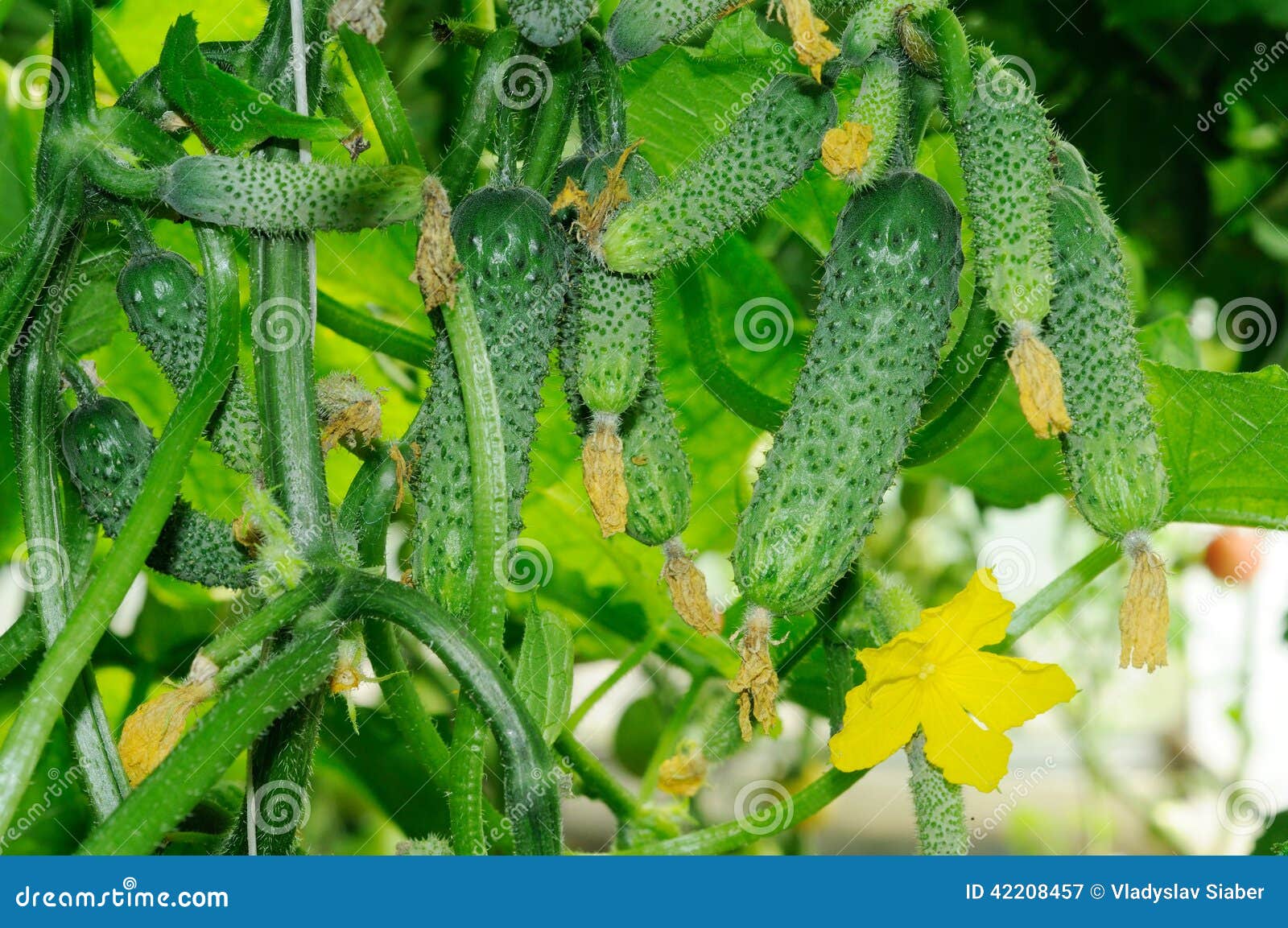 Young Cucumbers Growing in a Greenhouse Stock Image Image of plant
