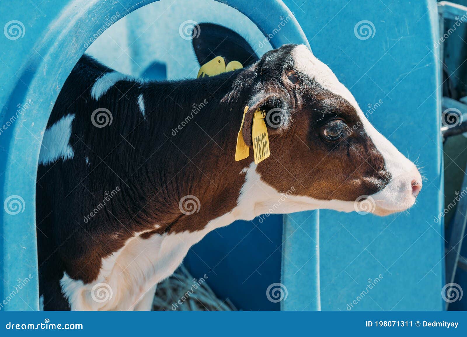 Young Cute Calf in Box or Calf-houses at Dairy Farm. Breeding Cattle ...