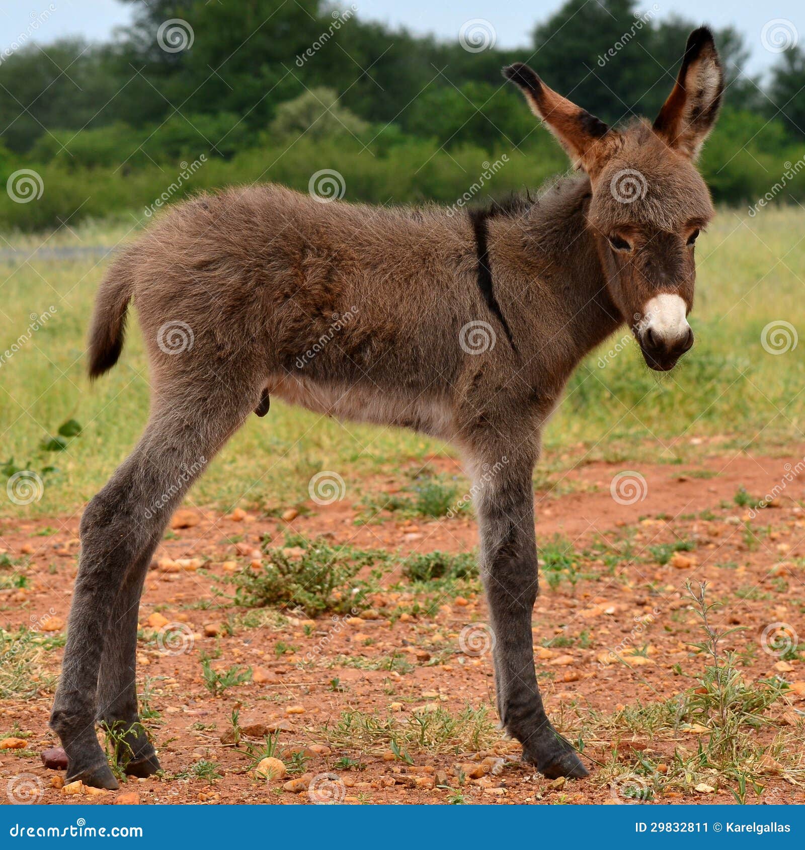 Young donkey stock image. Image of closeup, pasture, burro 29832811
