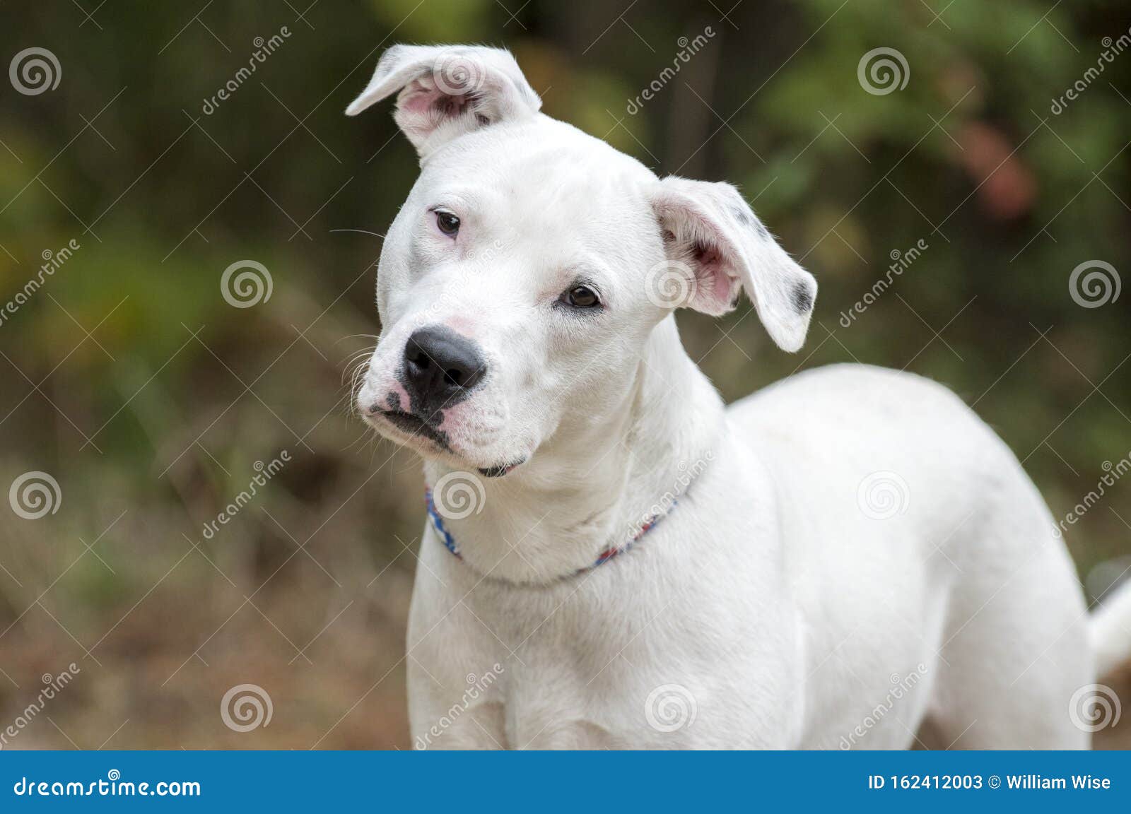 Young Cute White Pitbull Terrier Dog Curious Head Tilt Stock Image Image Of Control Head 162412003