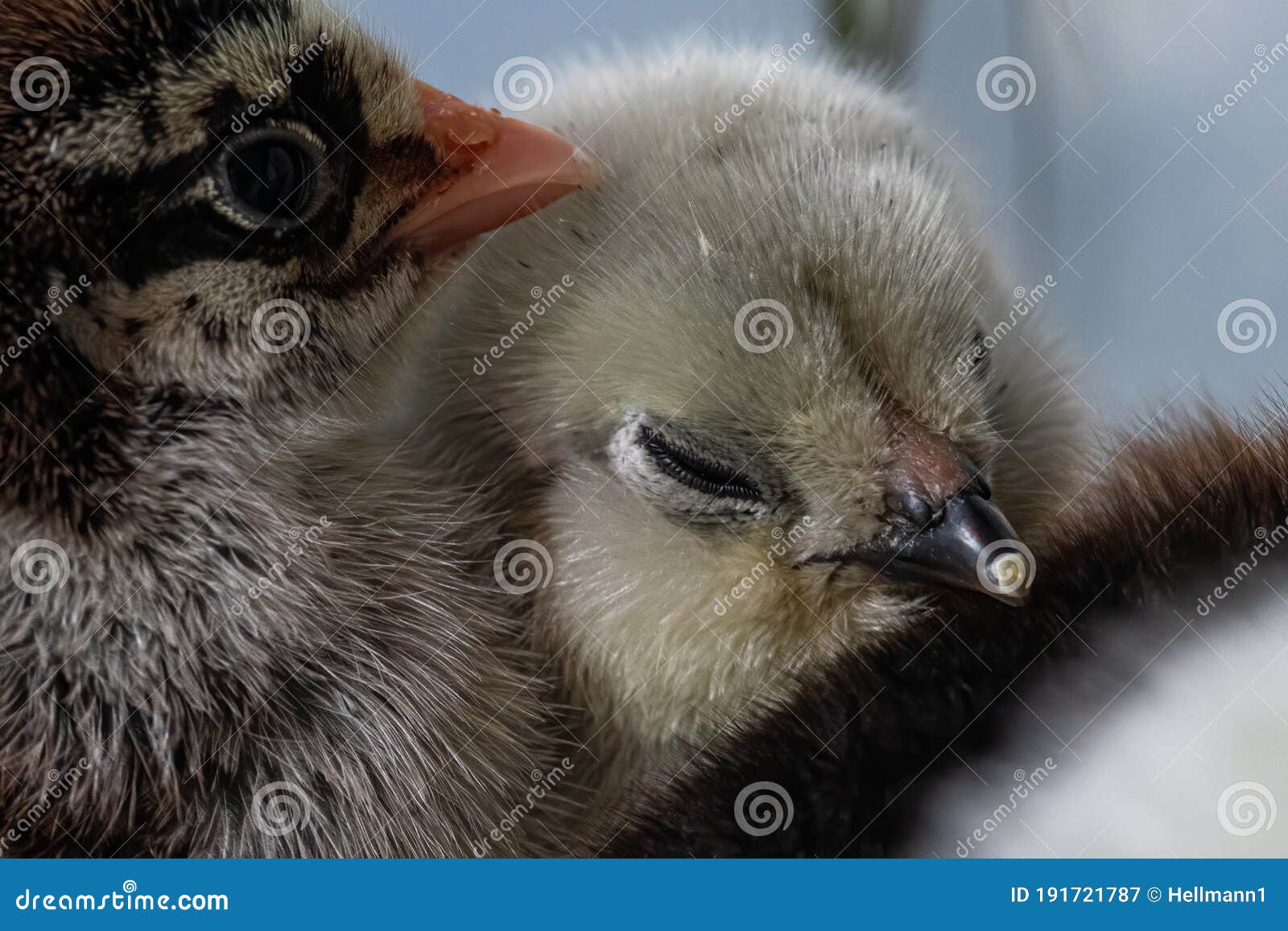 Young Dark Brahma and Lavender Chicken Stock Image - Image of