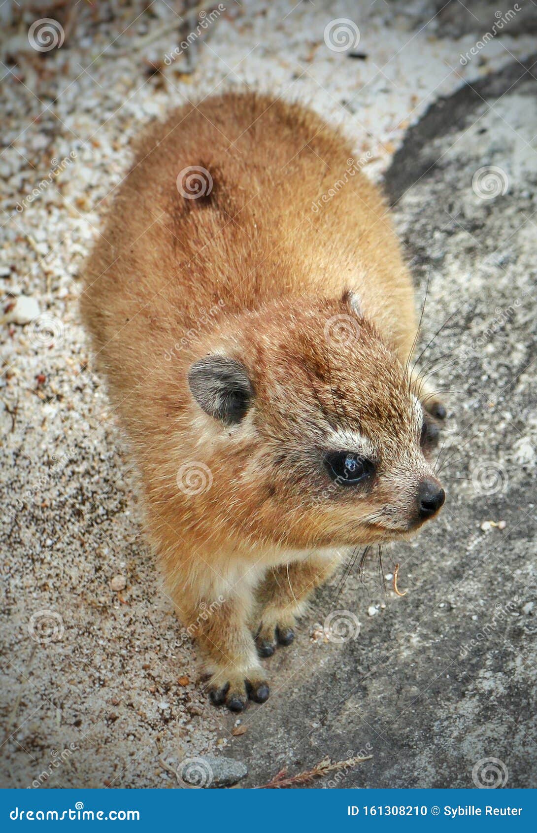 a young dassie (also cape hyrax or rock hyrax) seen on table mountain, cape town, south africa.