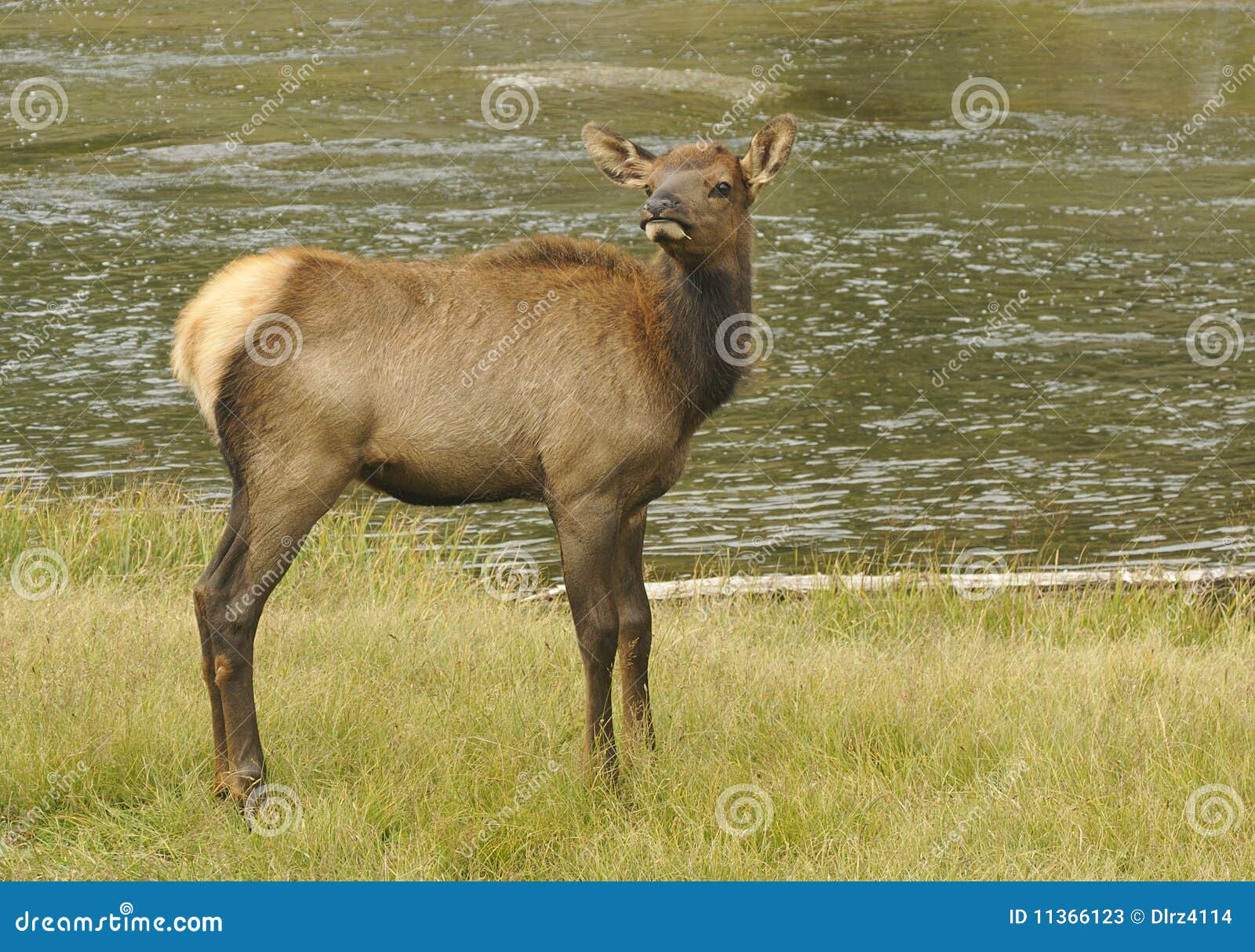 Young Deer stock image. Image of ecosystem, scratch, cute 11366123