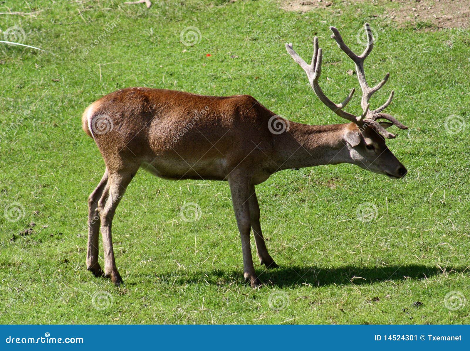 A young deer. stock image. Image of field, zeal, pastures 14524301