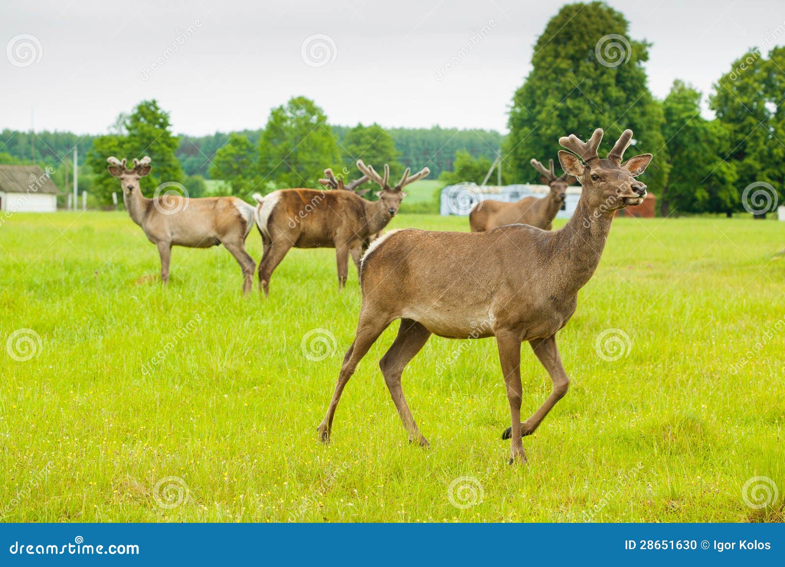 Young deer stock photo. Image of grass, focus, field 28651630
