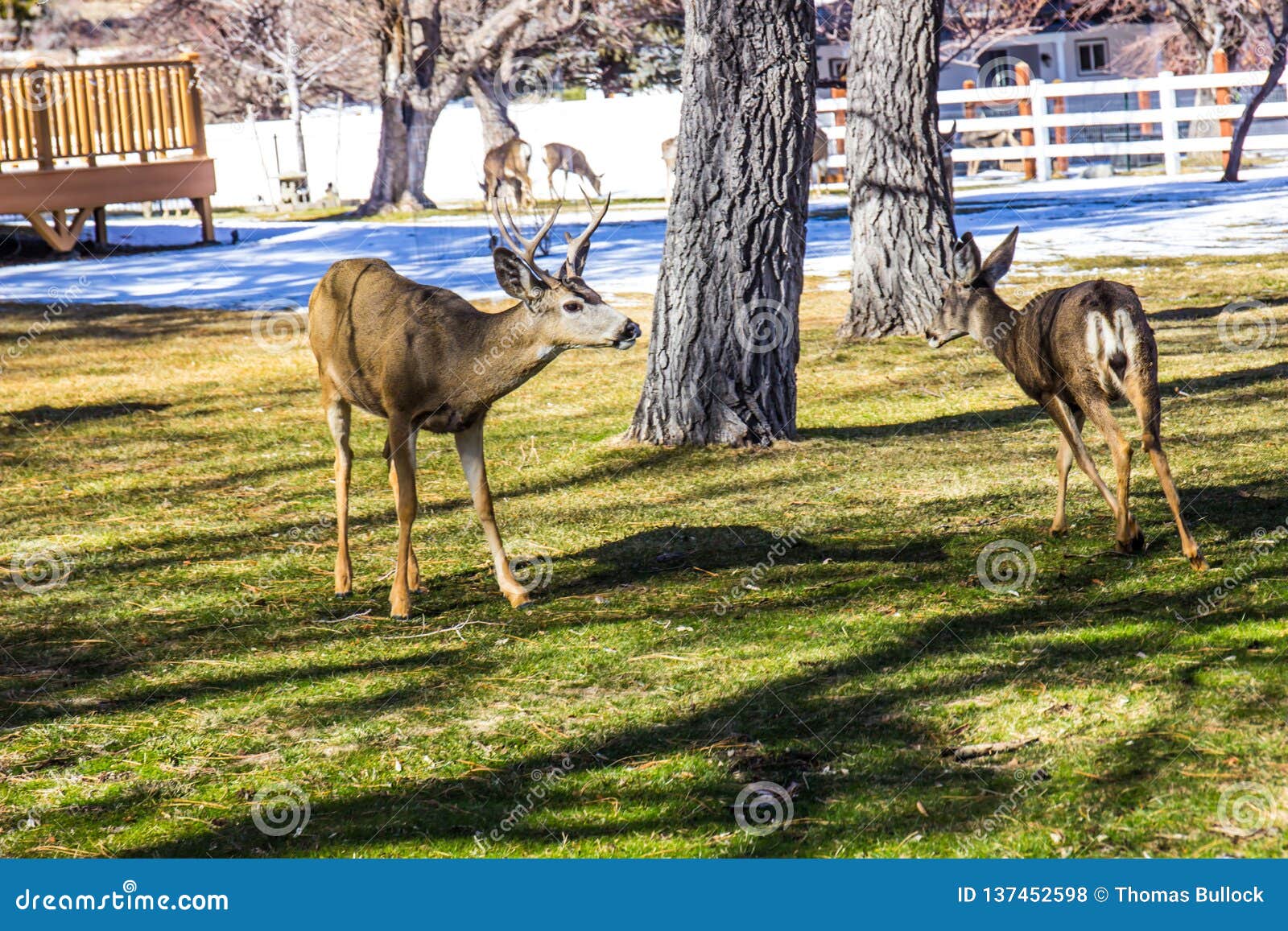 Young Deer and Buck Grazing in Winter Stock Photo Image of horns