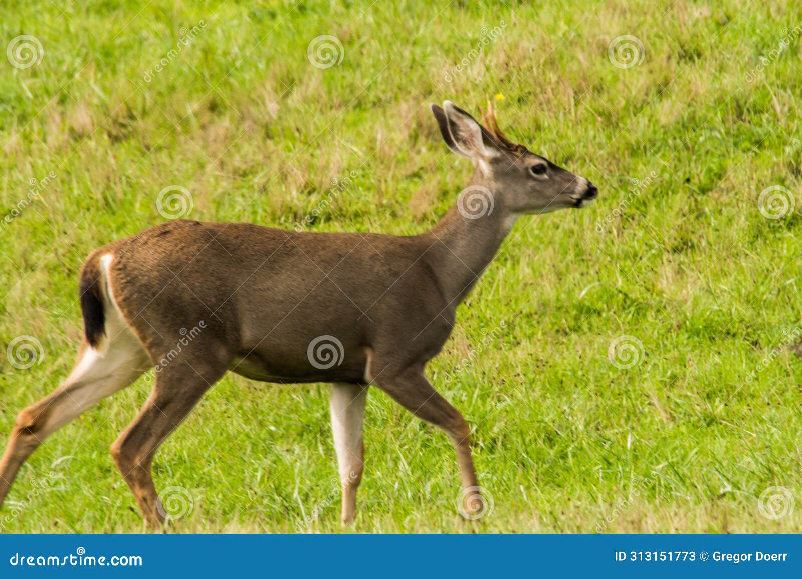 young deer (cervidae cervus) walking in a field