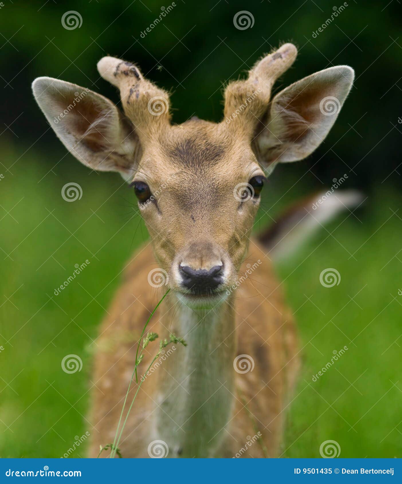 Young Deer In The Forest Stock Image 105202729