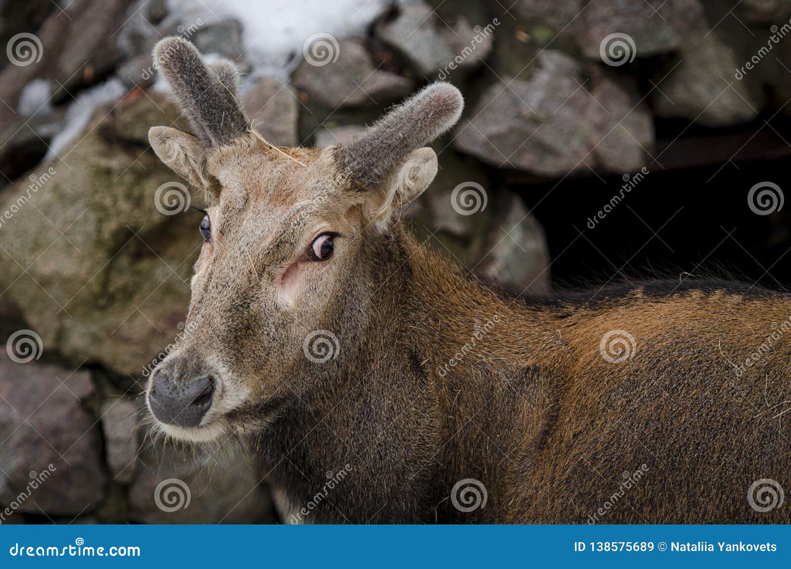 Young Deer with Fluffy Horns Worth Amid a Cliff Stock Image Image of