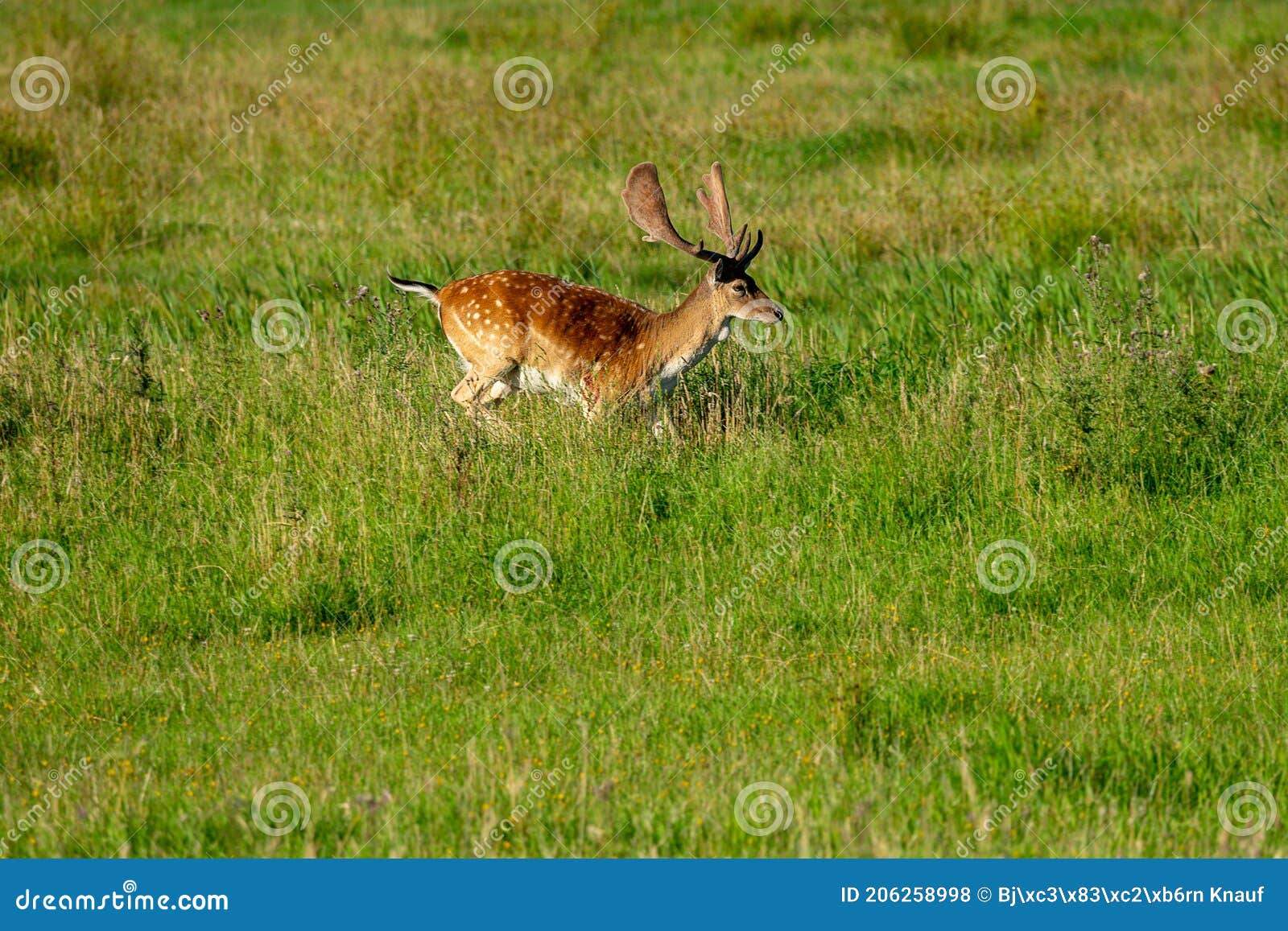 Young deer stock photo. Image of exterior, natural, nature 206258998