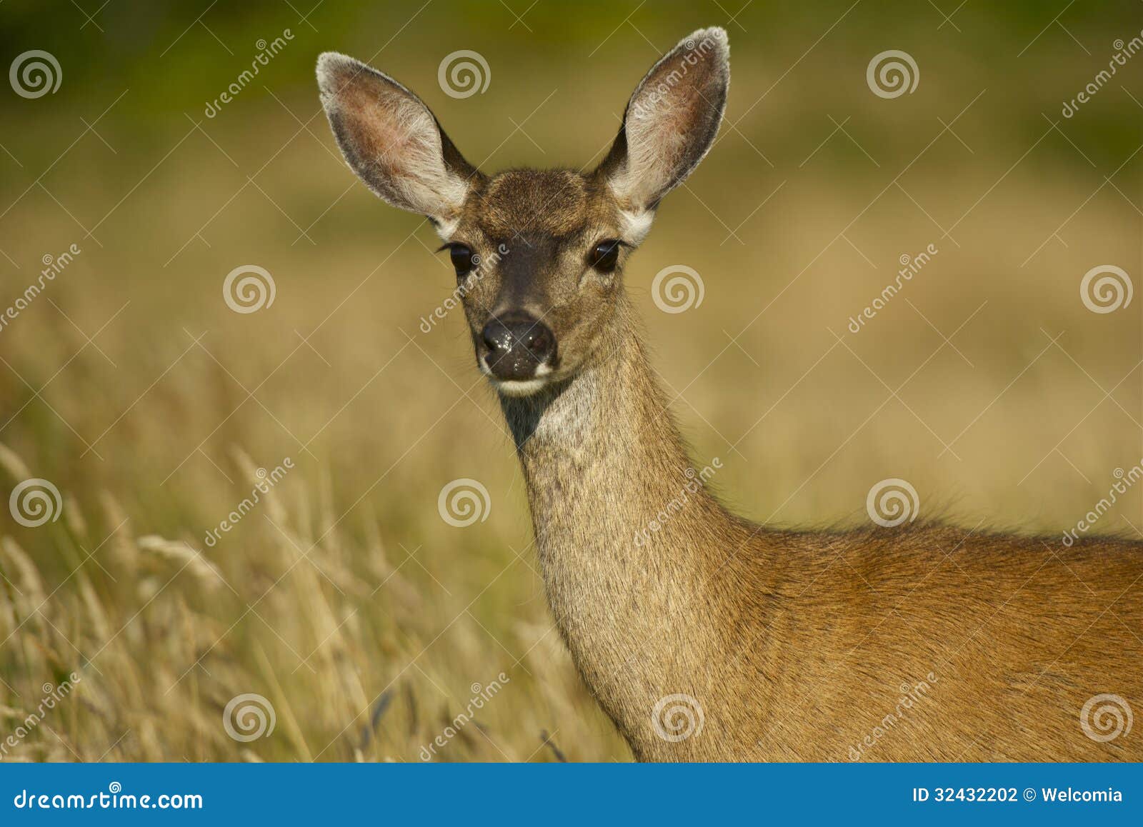 Young Deer stock photo. Image of hunt, cervidae, grasses 32432202