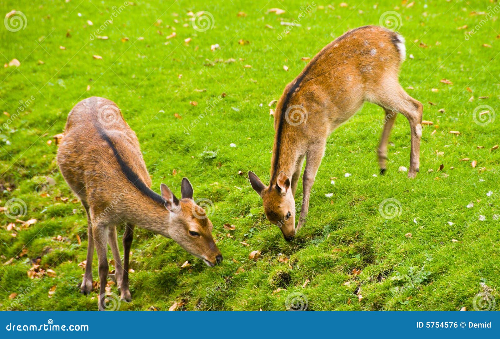 Young Deers Eating stock photo. Image of head, rural, fauna 5754576