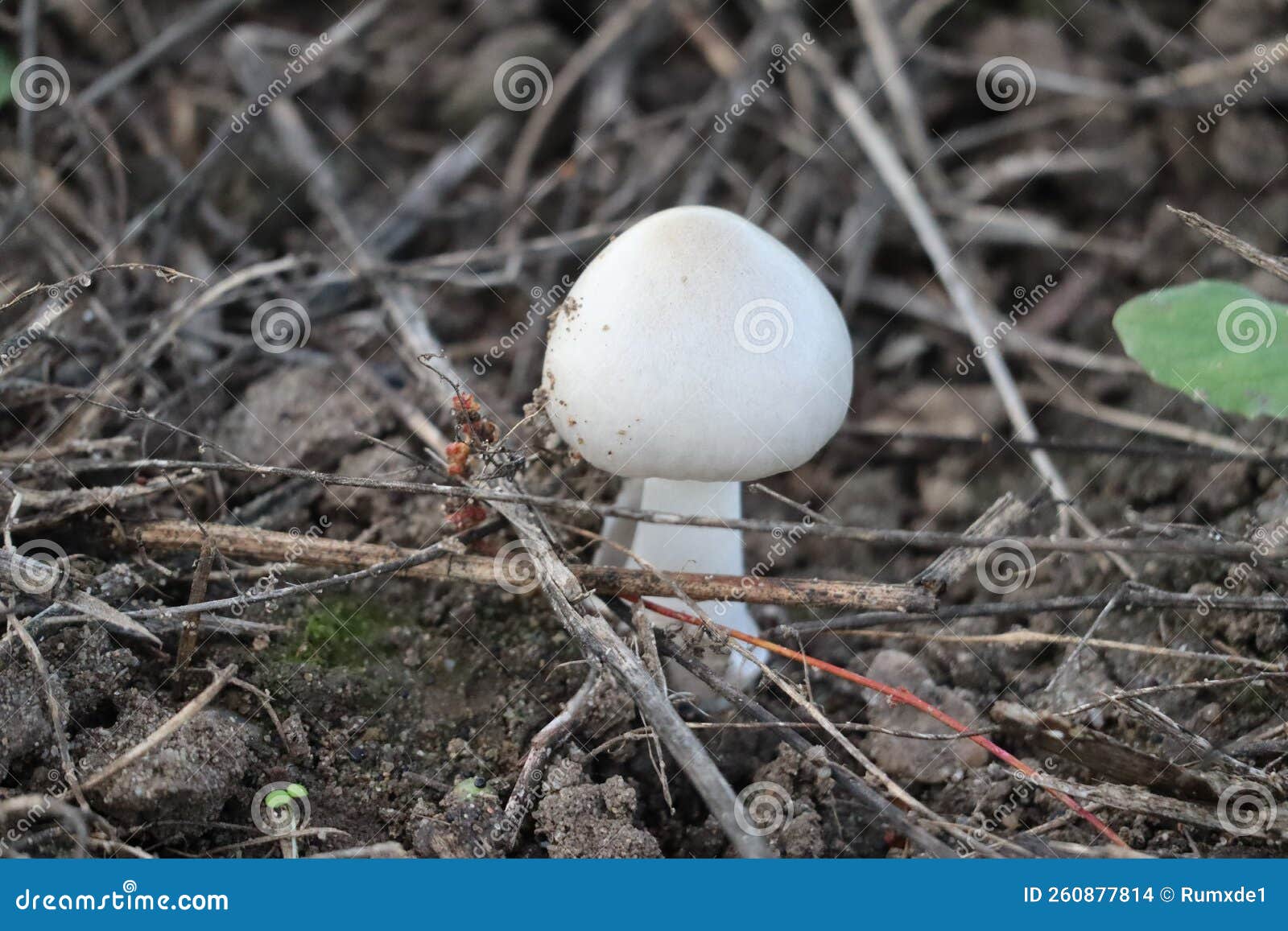 Young Destroying Angel Mushroom Stock Photo Image of confusion