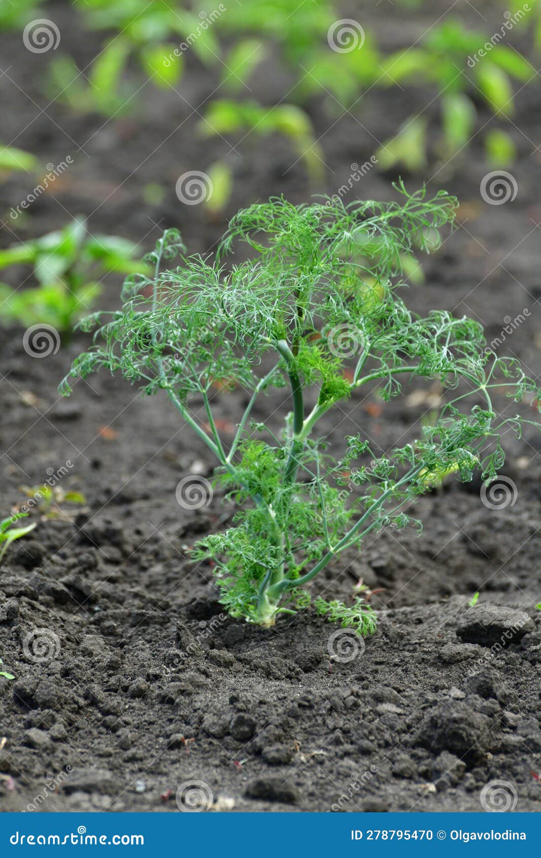 Young Dill Growing in the Garden Outdoors Stock Photo Image of gardening, plant 278795470