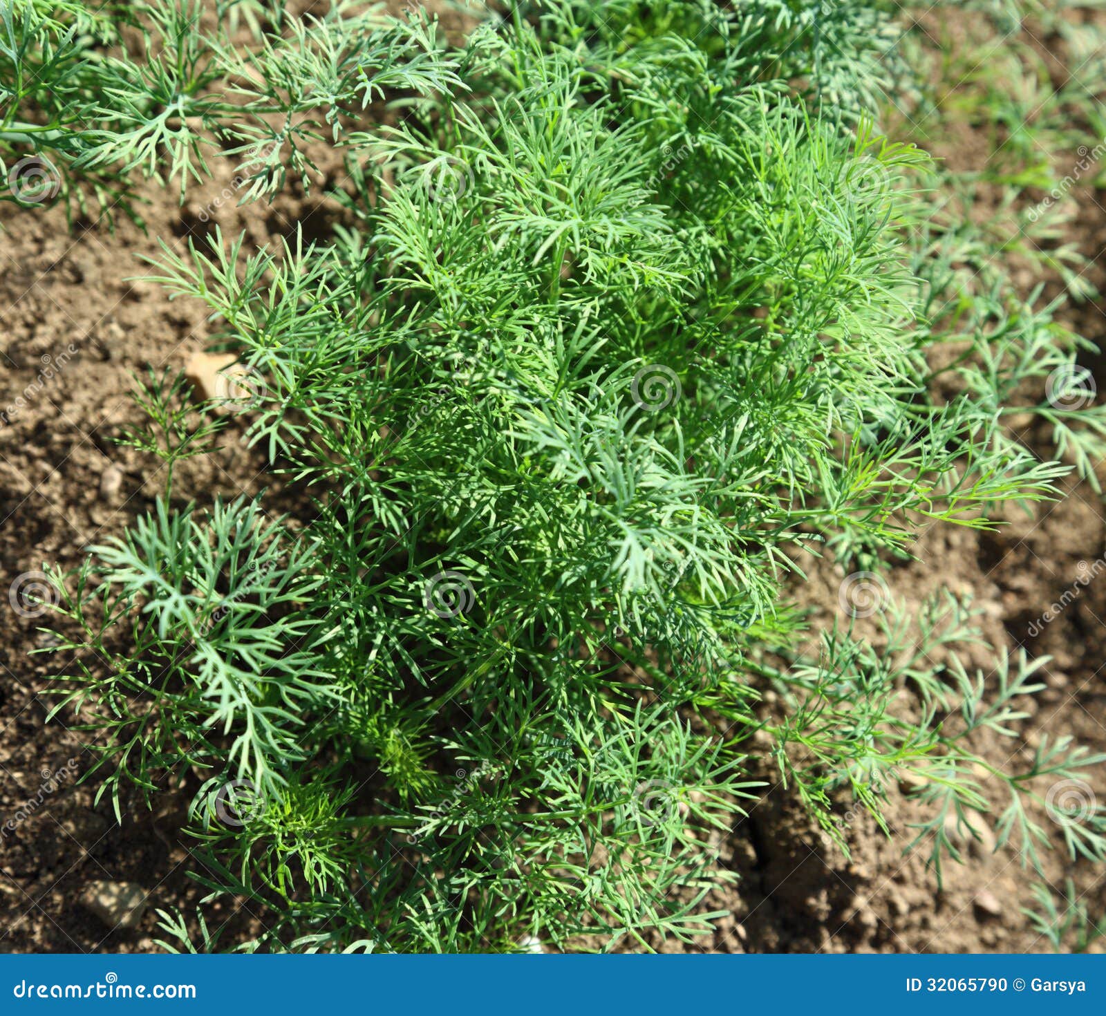 Young dill stock photo. Image of branch, closeup, ingredient 32065790