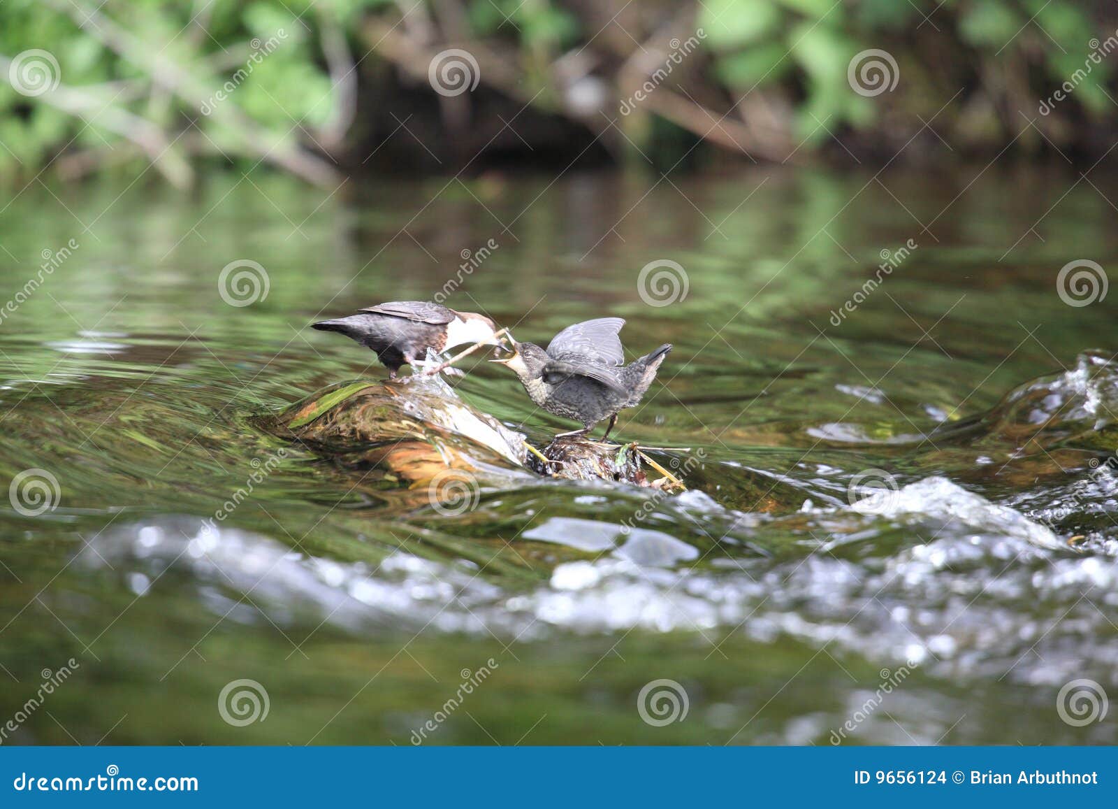 Young dipper bird. stock photo. Image of chicks, waterbirds 9656124