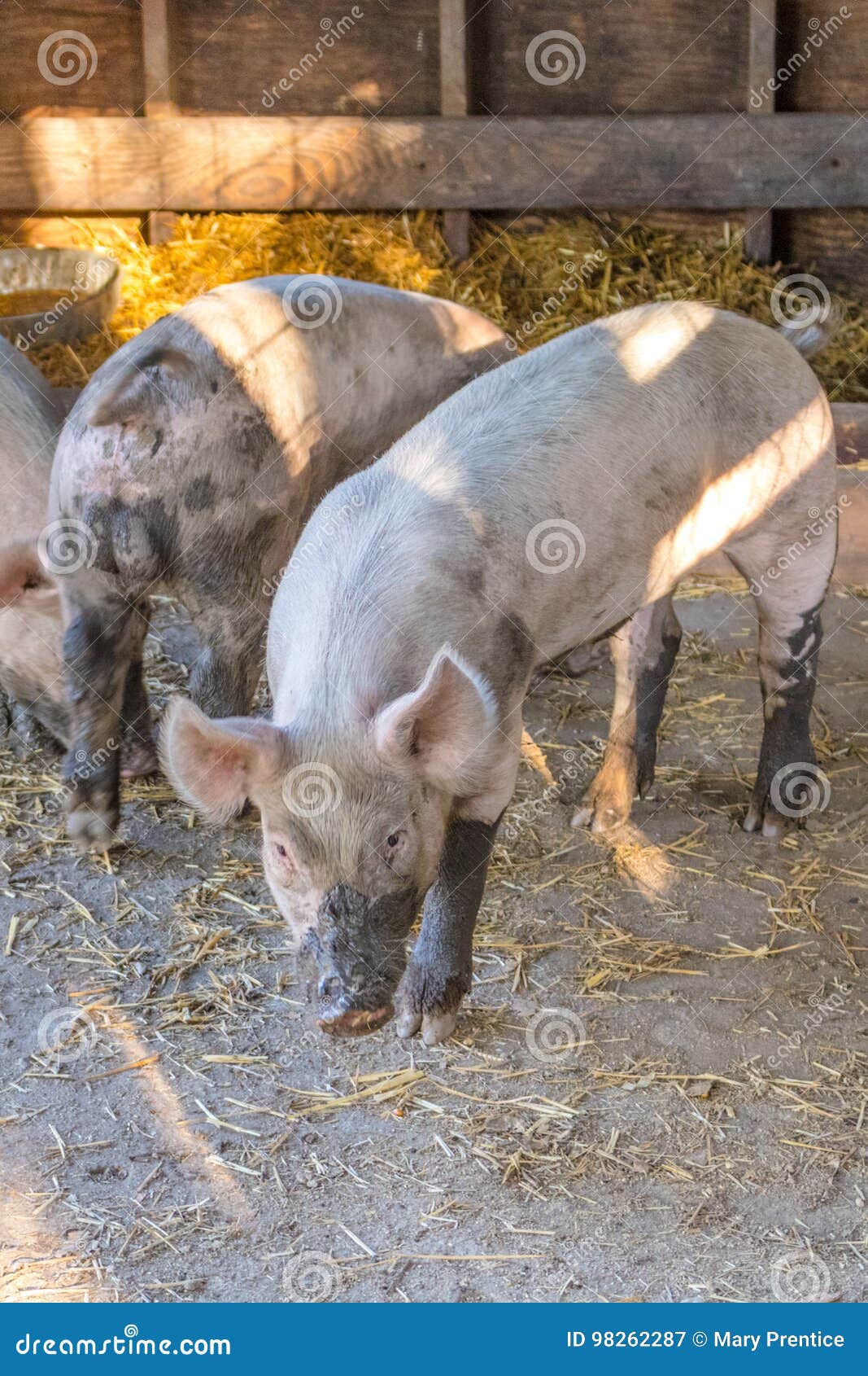 young dirty pink domestic pig with muddy snout, big ears and dirty hoofs, vertical format