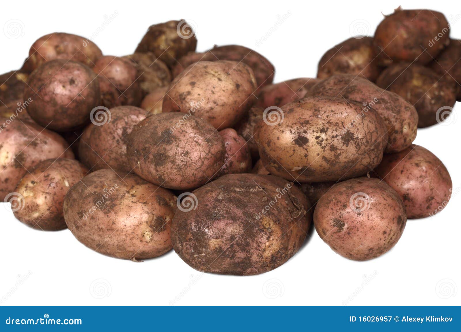 Young dirty potatoes. stock image. Image of background 16026957