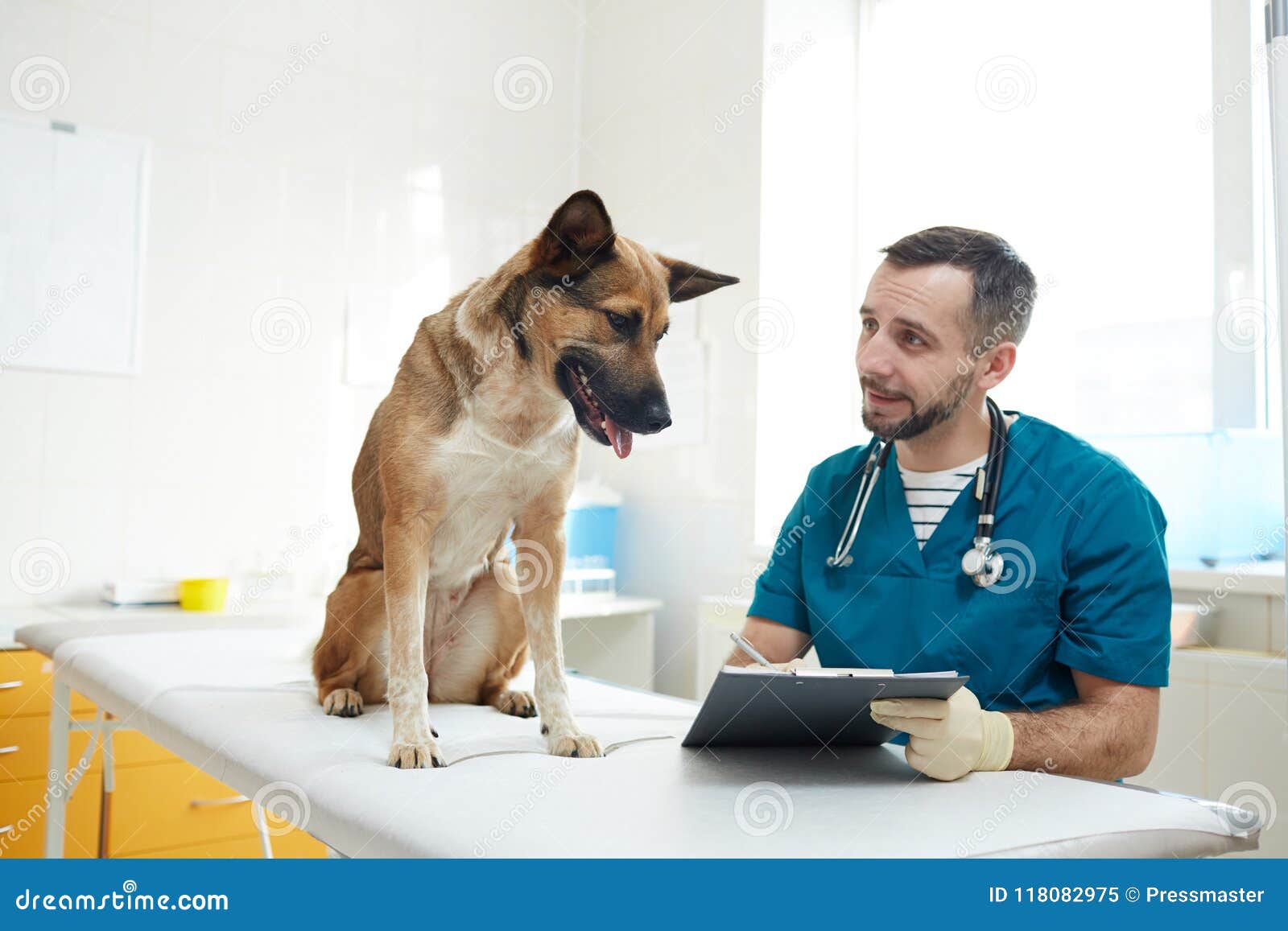 Vet consultation stock image. Image of document, clinic - 118082975 Vet consultation stock image. Image of document, clinic - 118082975