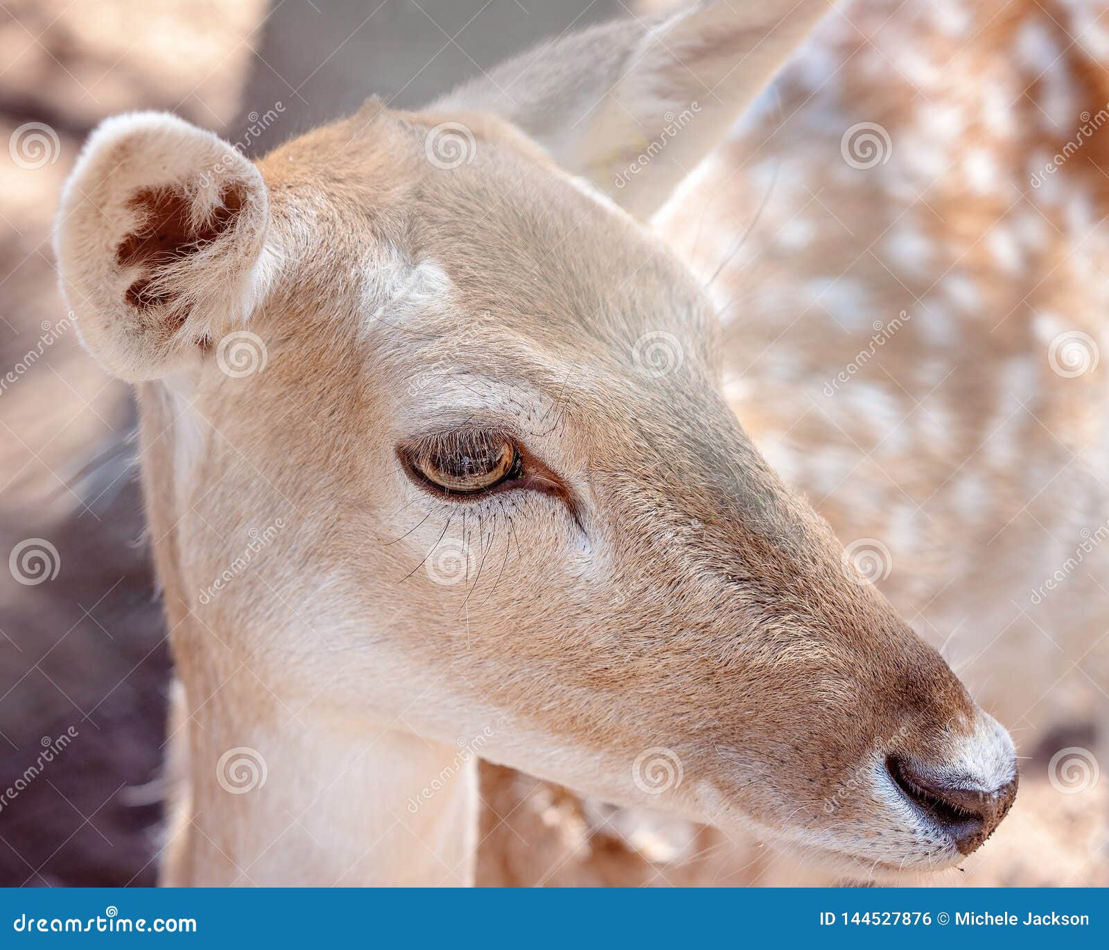 A Young Doe Deer in Closeup Stock Photo Image of head, nose 144527876