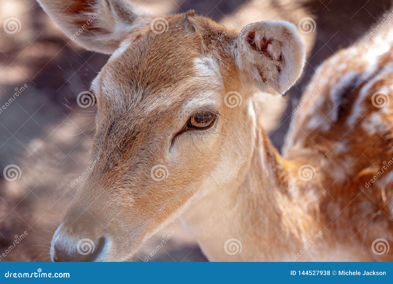 A Young Doe Deer in Closeup Stock Photo Image of small, markings
