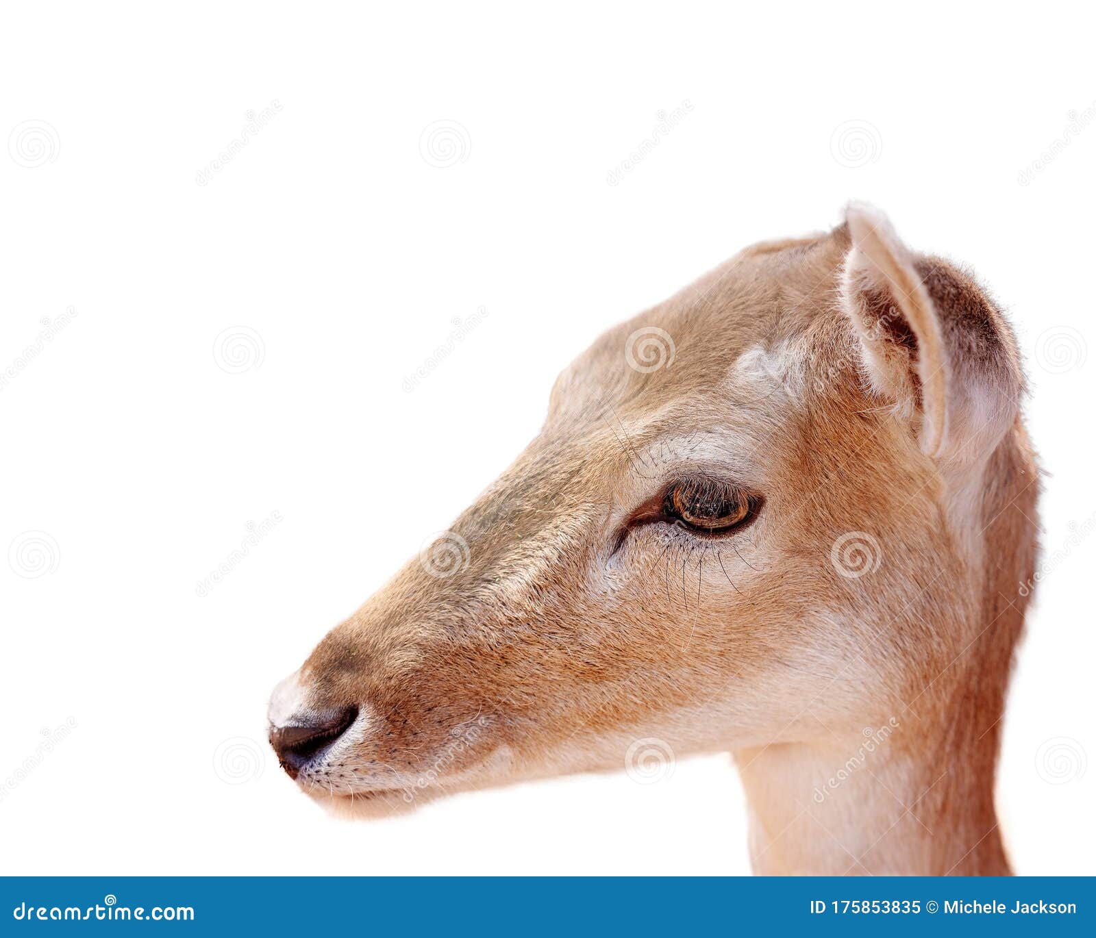 A Young Doe Deer in Closeup Stock Image Image of hoofed, small