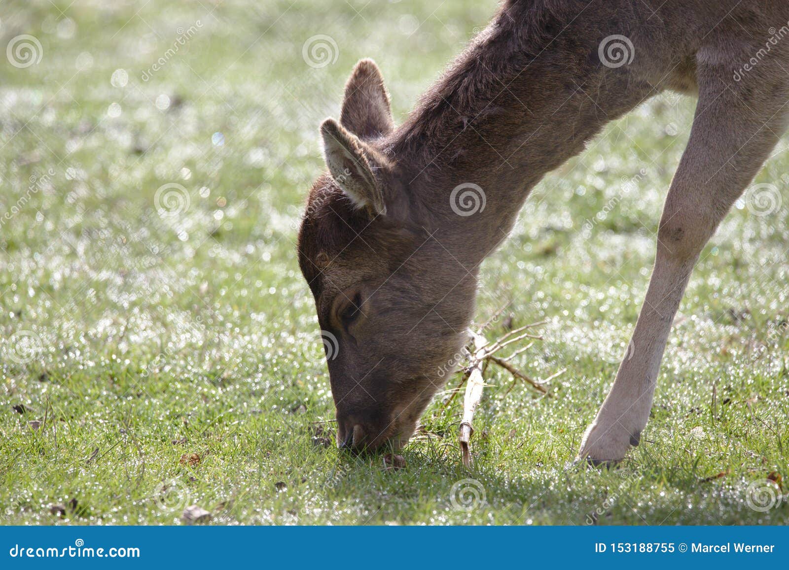 A young doe deer grazing stock image. Image of wild 153188755