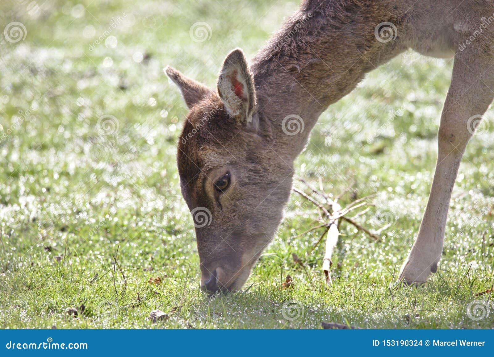 A young doe deer grazing stock photo. Image of wild 153190324