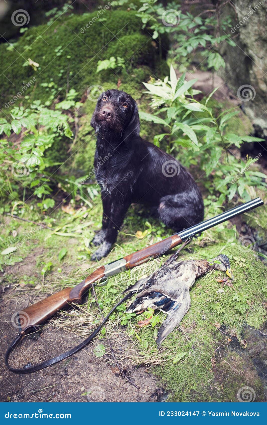 Young Dog of Bohemian Wire-haired Pointing Griffon. Hound with Duck ...