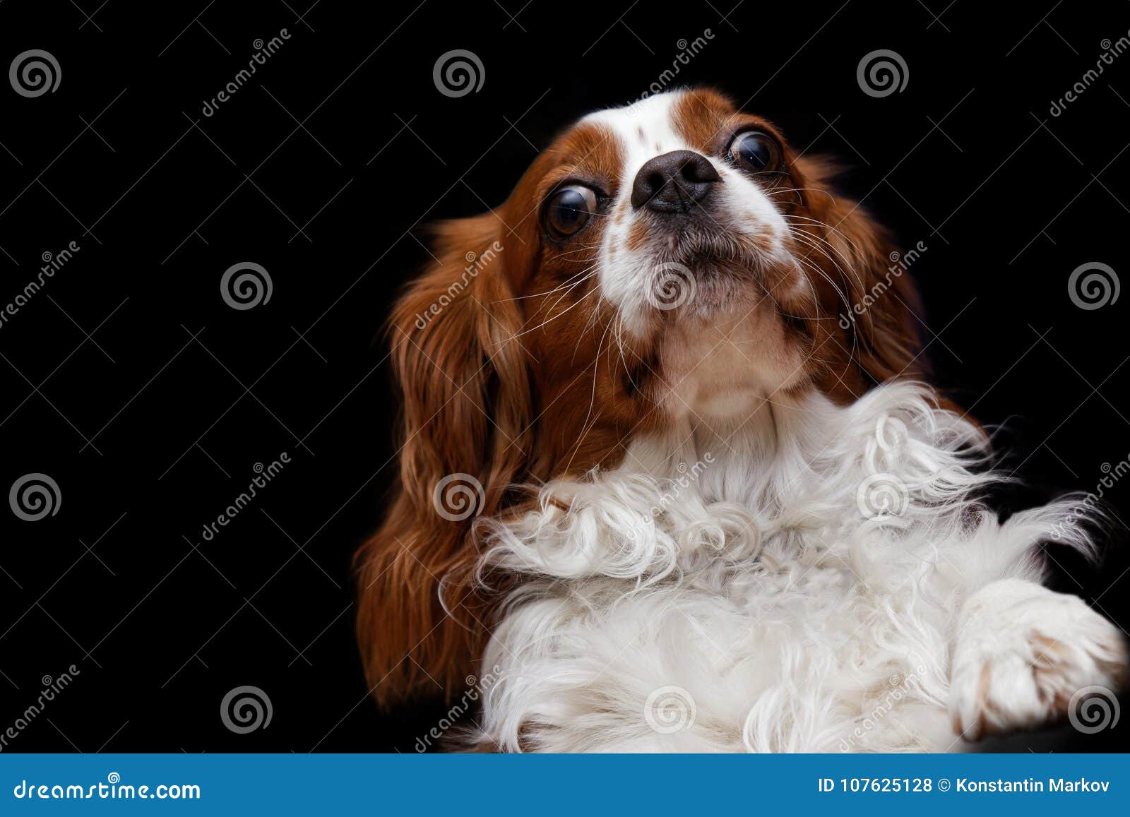 big cavalier king charles spaniel