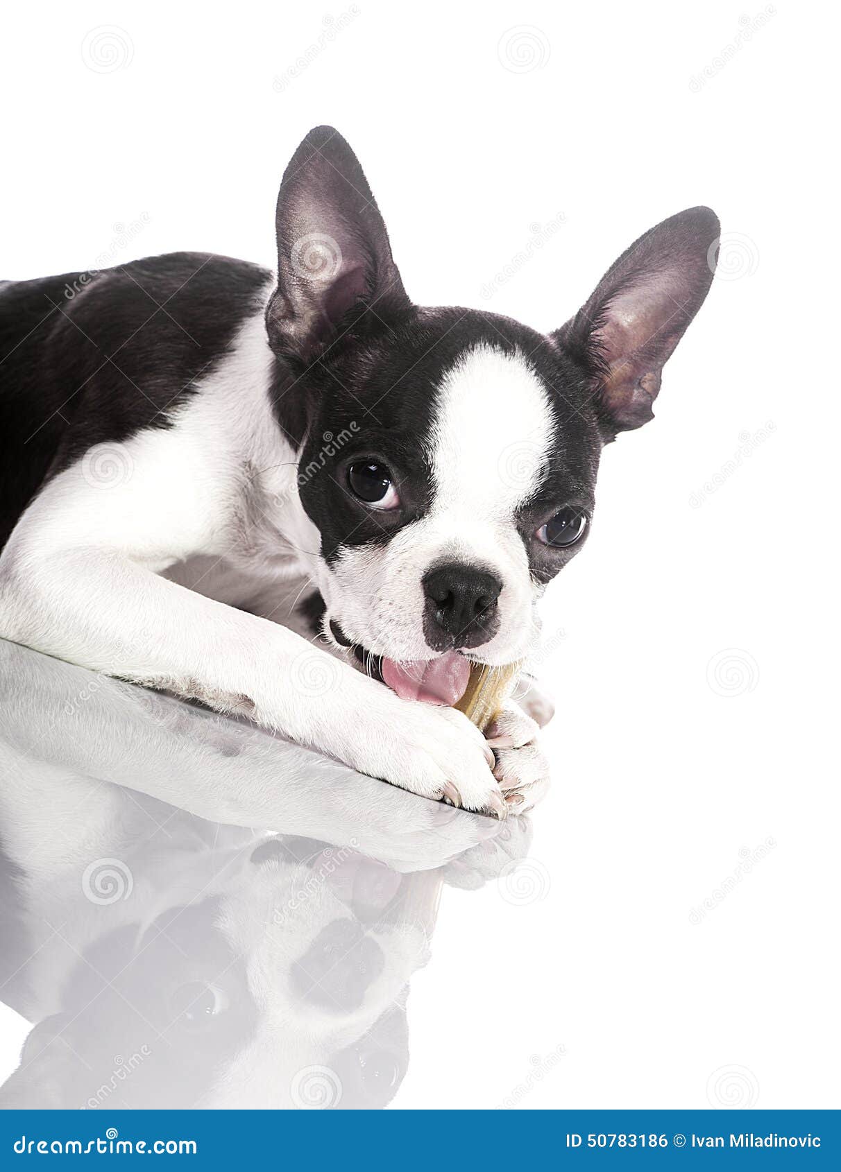 Young dog eating bone stock photo. Image of staring, front 50783186