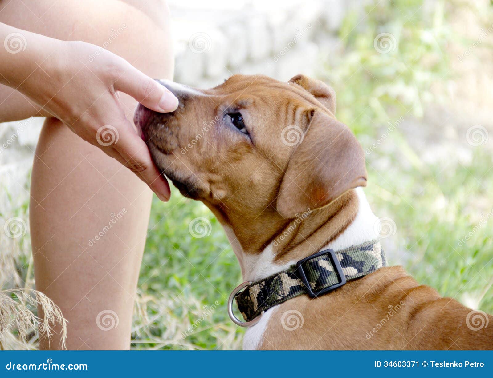 Young dog stock image. Image of puppy, bull, brown, terrier 34603371