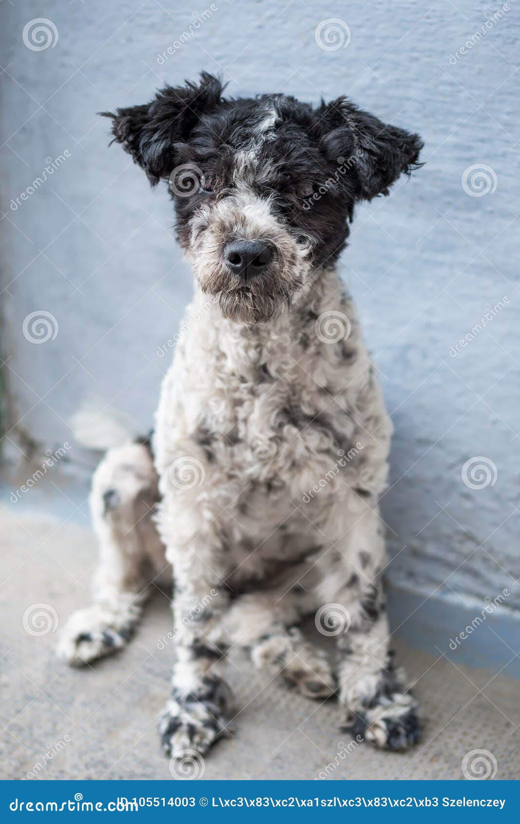 Dog looks at the camera stock image. Image of family 105514003