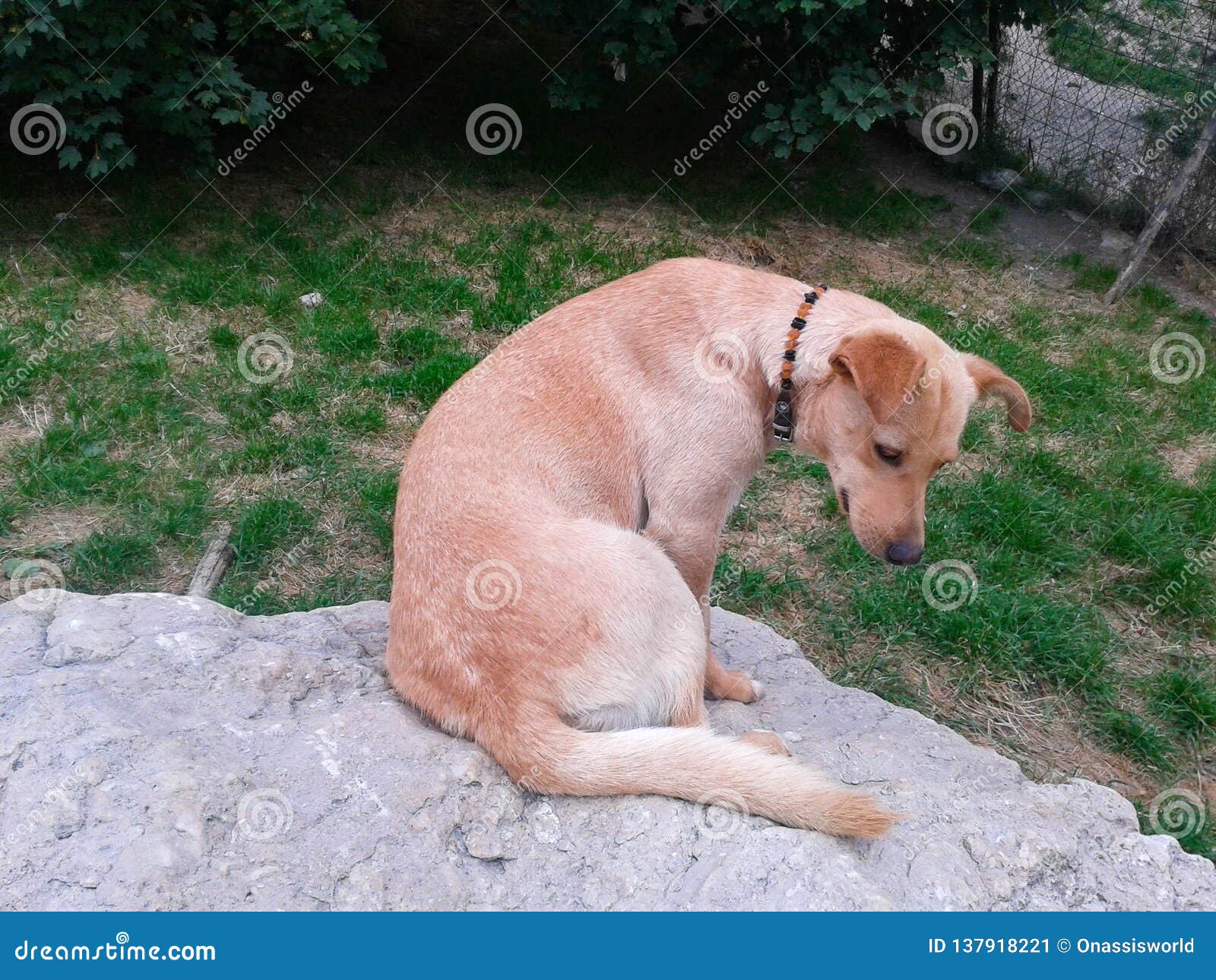 Relaxing Dog stock image. Image of rock, young, relaxing - 137918221