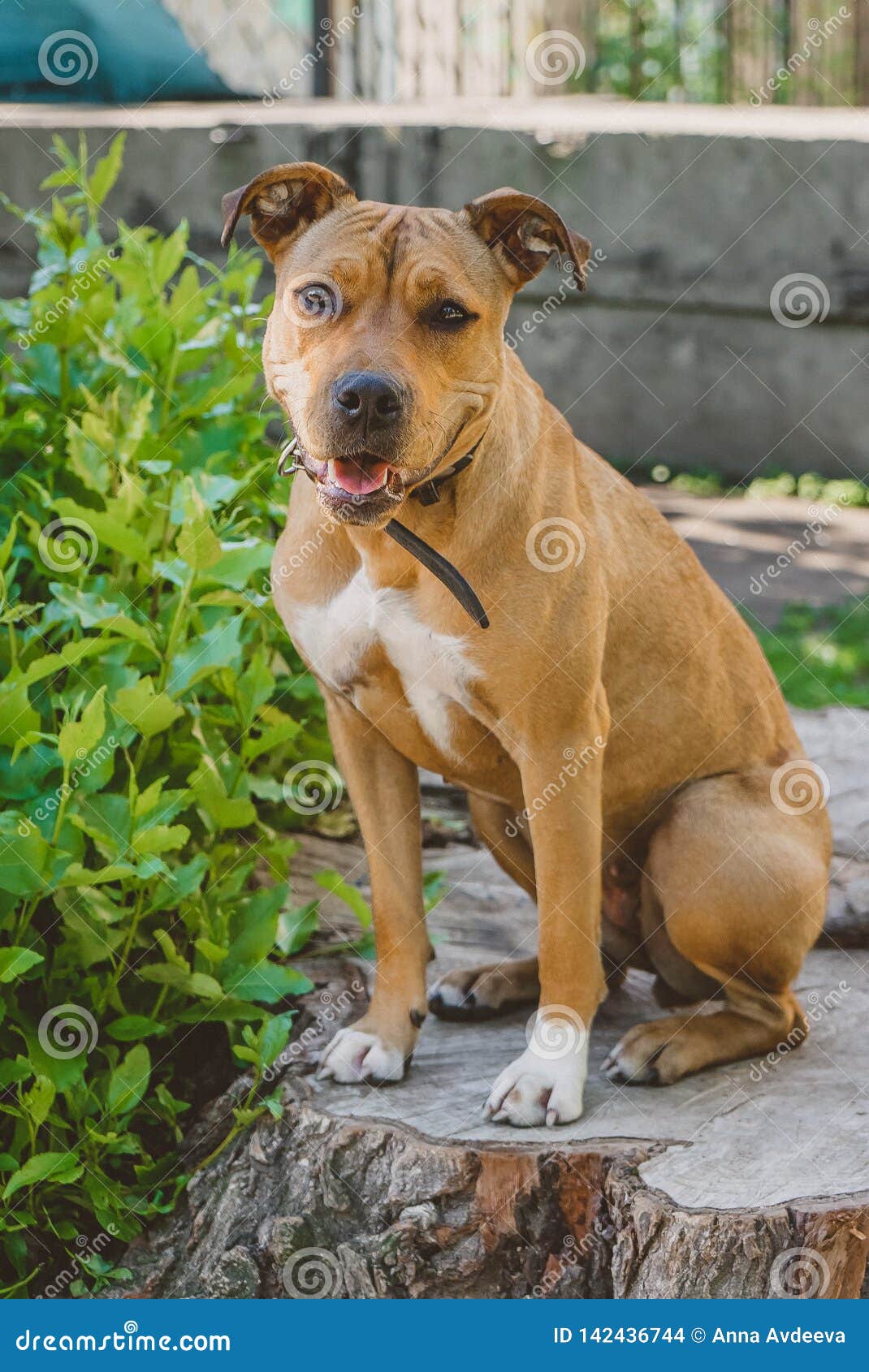 Young Dog Staffordshire Terrier Sitting Portrait Stock