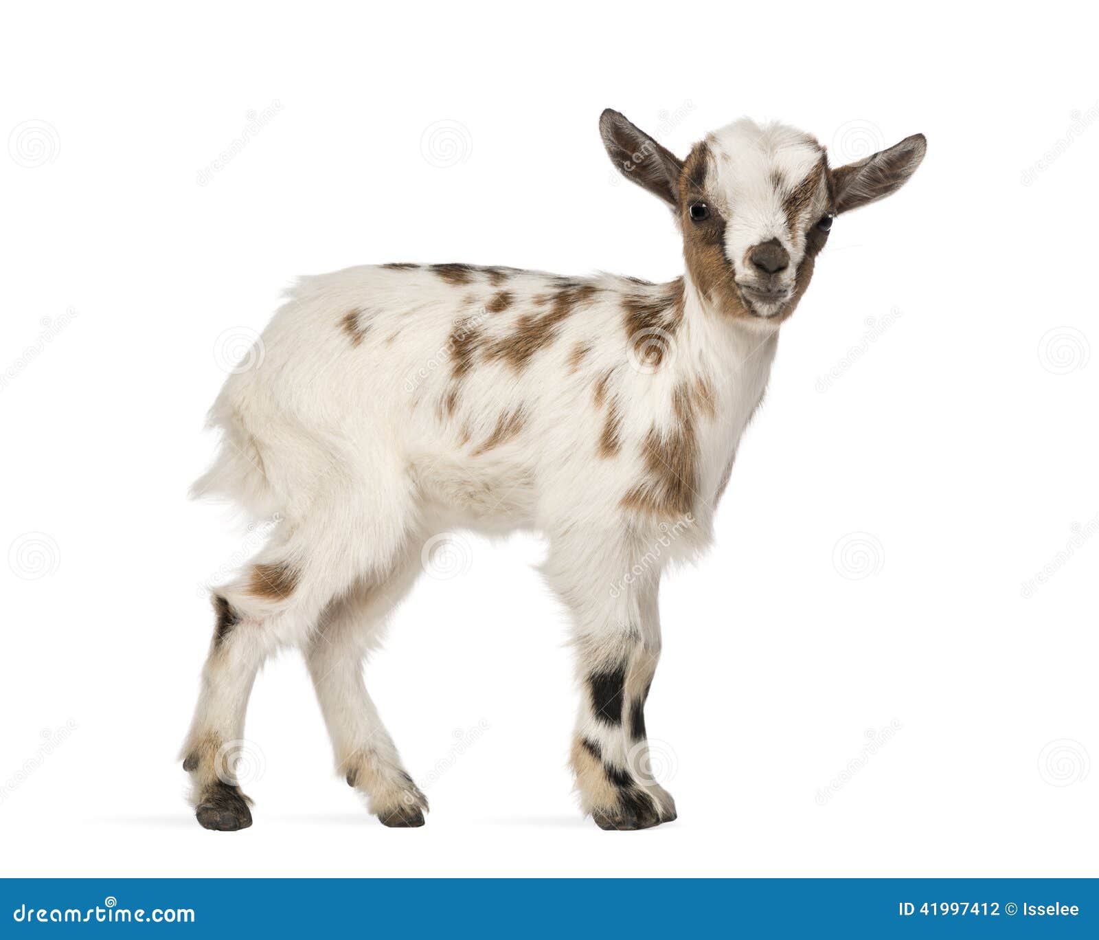 Young Domestic Goat, Kid, Isolated Stock Photo Image of hircus